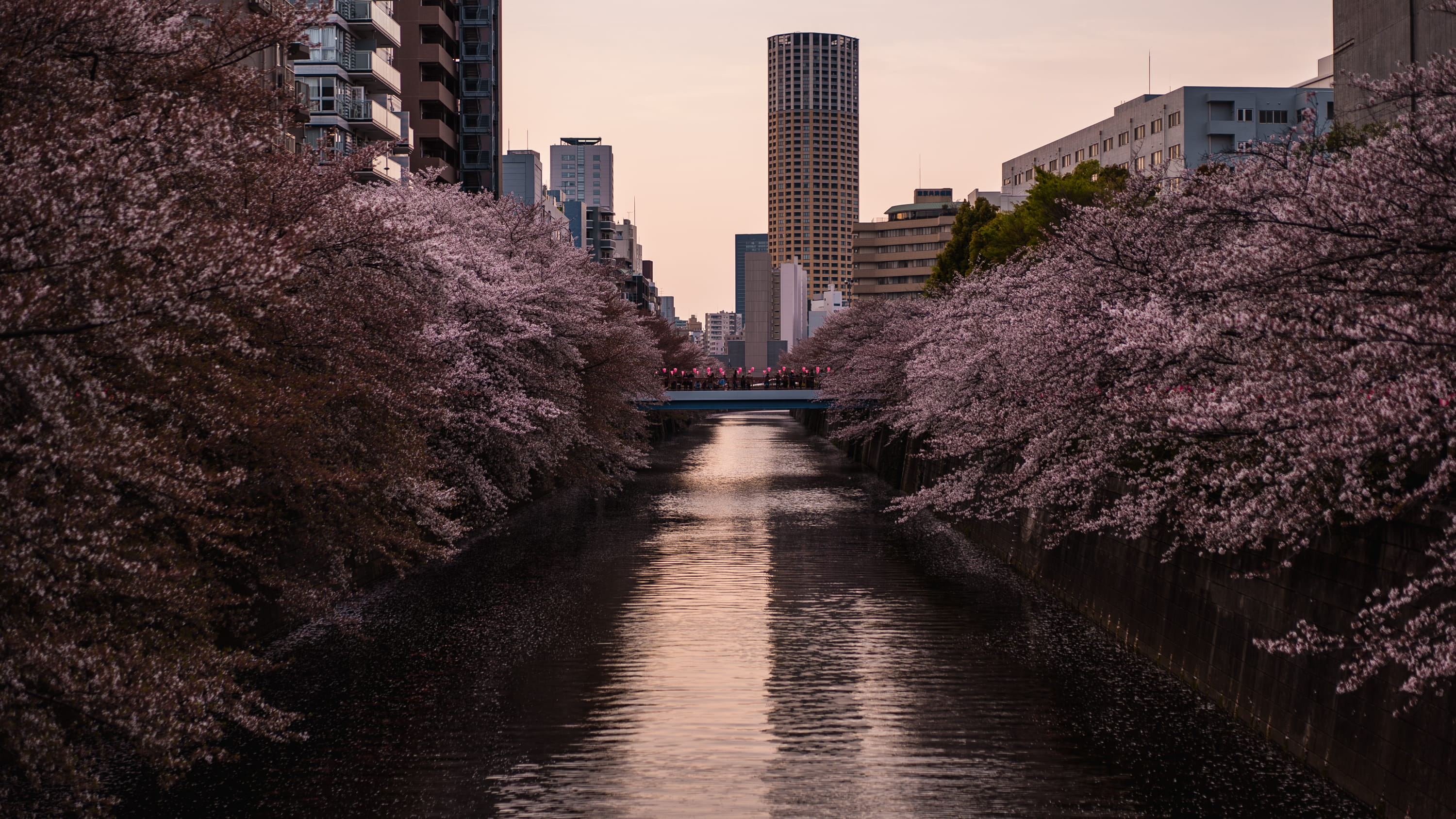 tree, meguro-ku, no people, meguro river, building, plant, night, meguro river park, building exterior, waterfront, tokyo, outdoors, cherry blossom, cityscape, HD Wallpaper