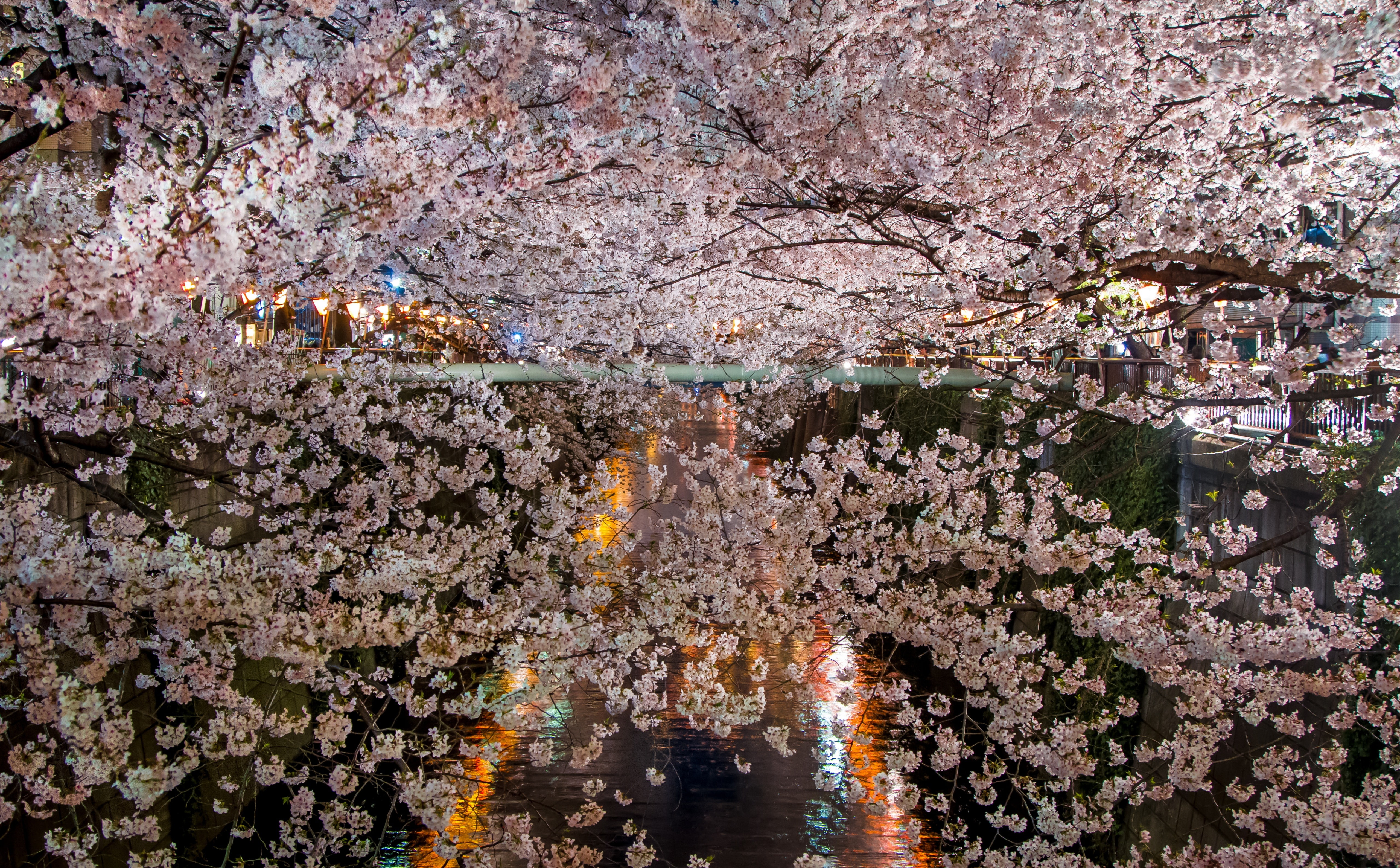 springtime, taras, Pink, change, sakura, Exposure, Cherry, 5K, fragility, Vacation, cherry blossom, meguro, Spring, shrouded, built structure, cherry tree, HD Wallpaper