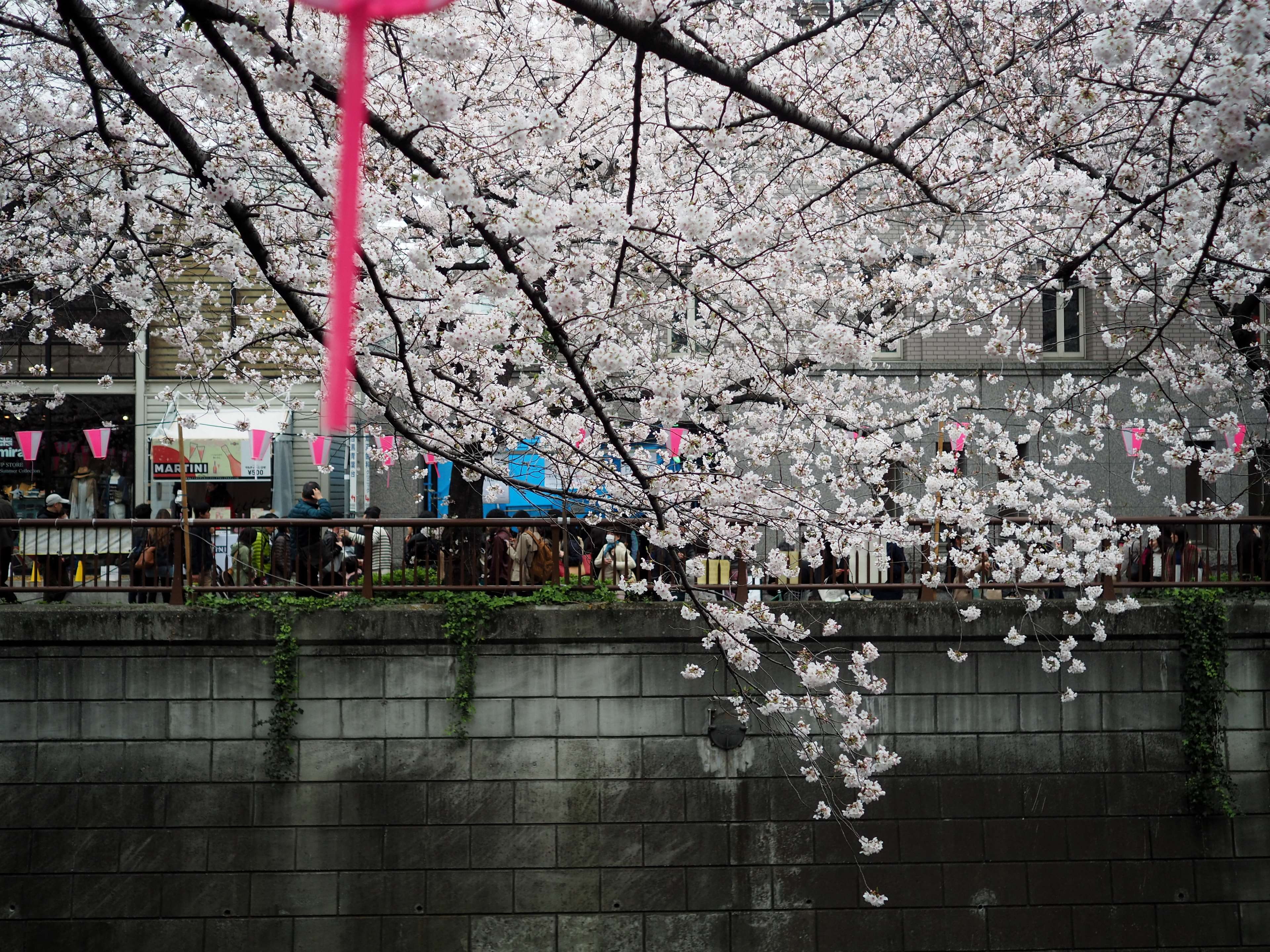 beauty in nature, branch, building exterior, pink color, plant, fragility, nature, vulnerability, flower, day, built structure, tree, architecture, tokyo, HD Wallpaper