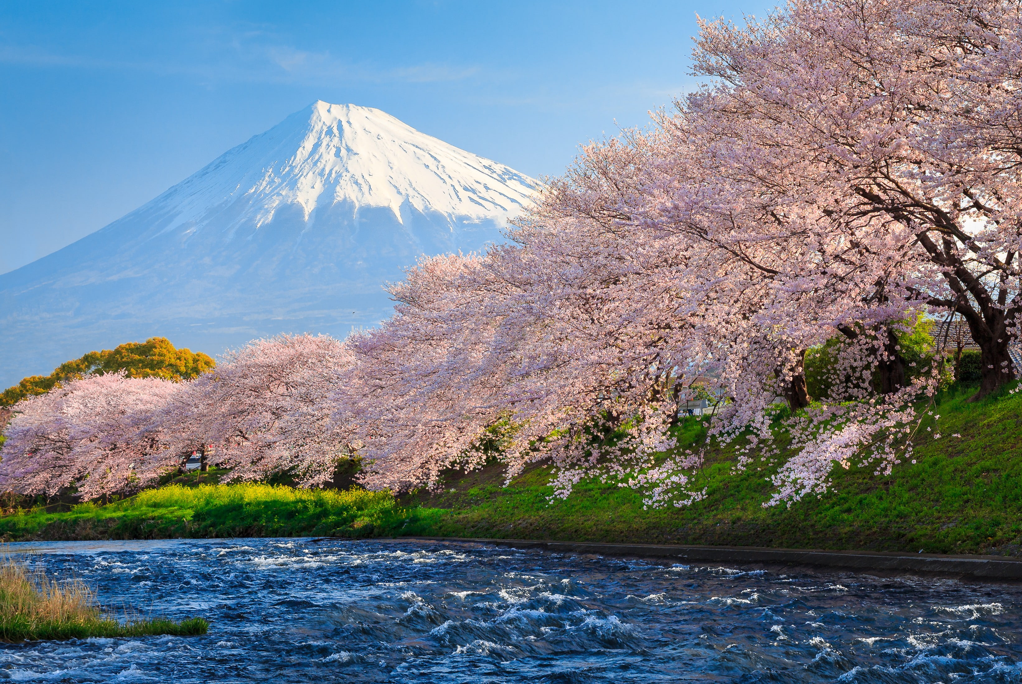 tourism, fuji, 2K, National Geographic Traveler Photo Contest, river, sakura, 4k, travel, japan, HD Wallpaper