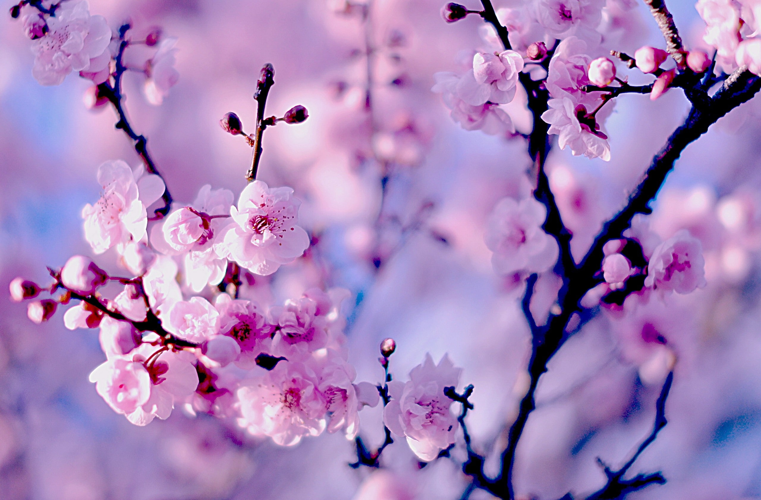 cherry, branch, white, flowers, purple, sakura, bokeh, 2K, petaled, bloom, HD Wallpaper