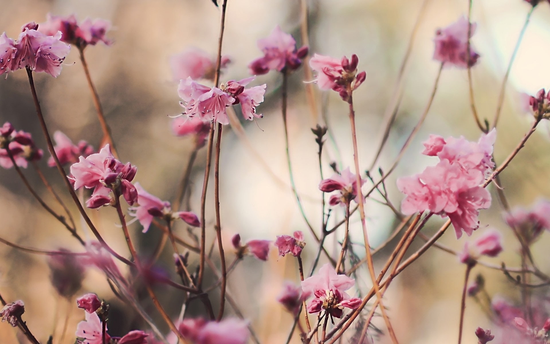 Flowers, Blossom, 1080P, Twigs, Spring, Peach, Pink, HD Wallpaper