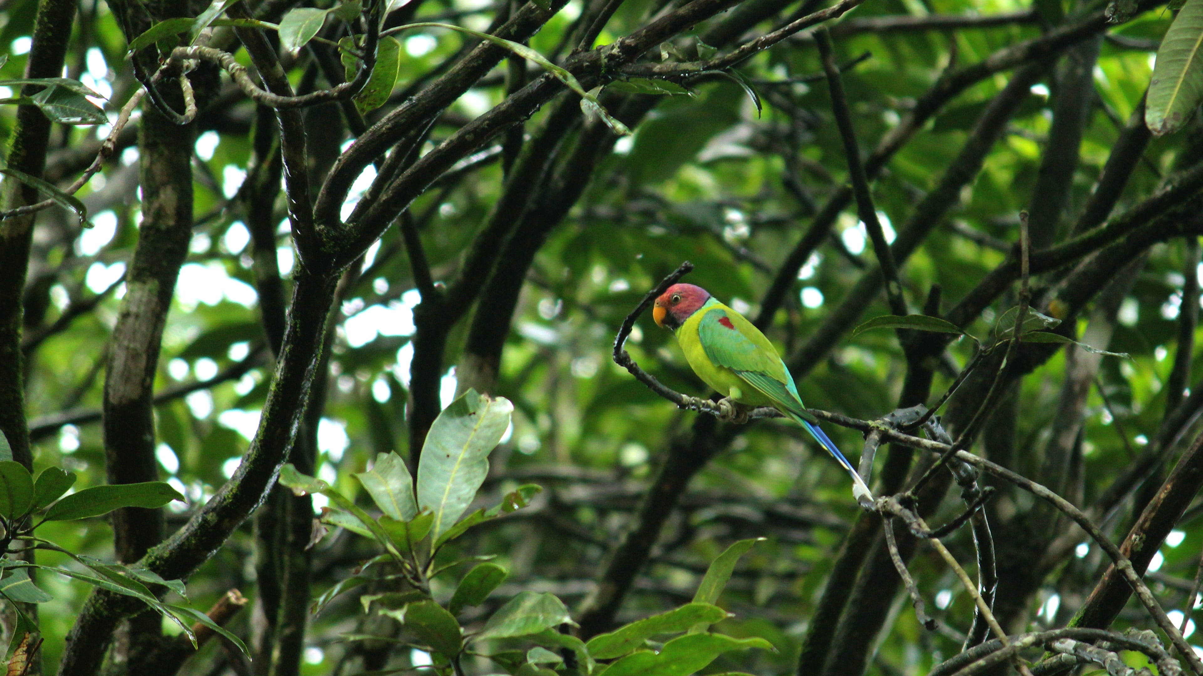 day, male, animal themes, full length, wildlife, kerala, tree, green color, colorful, exotic, portrait, parakeet, beak, focus on foreground, india, animal wildlife, HD Wallpaper