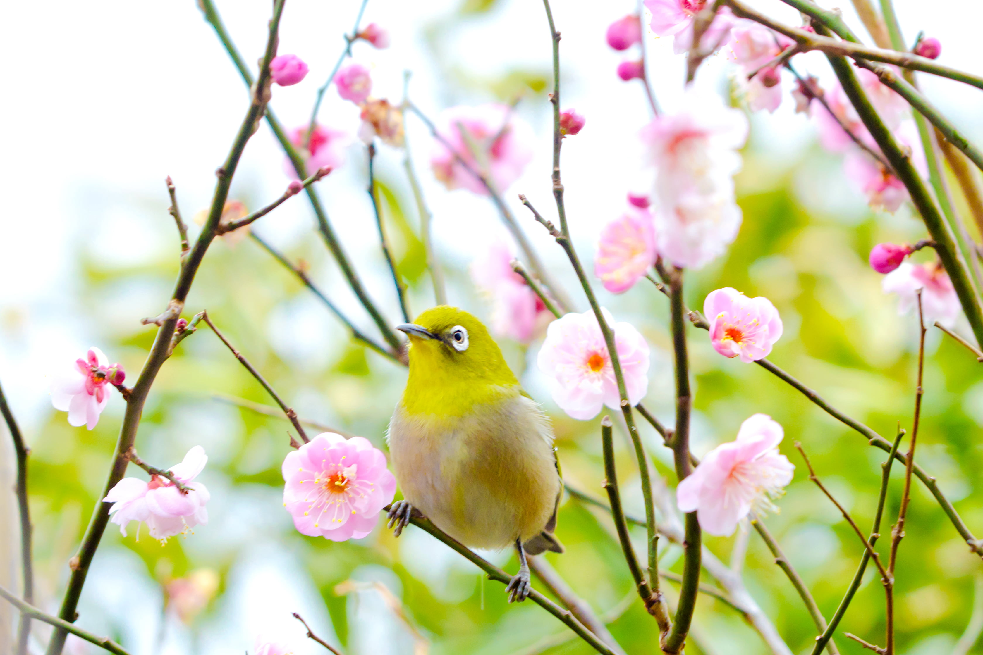 selective, wildlife, photography, Winter, japanese, Japanese White-Eye, Flower, Tree, Animal, 70-200mm, pink, Nature, petaled, plum, Aoba, Creature, white, HD Wallpaper
