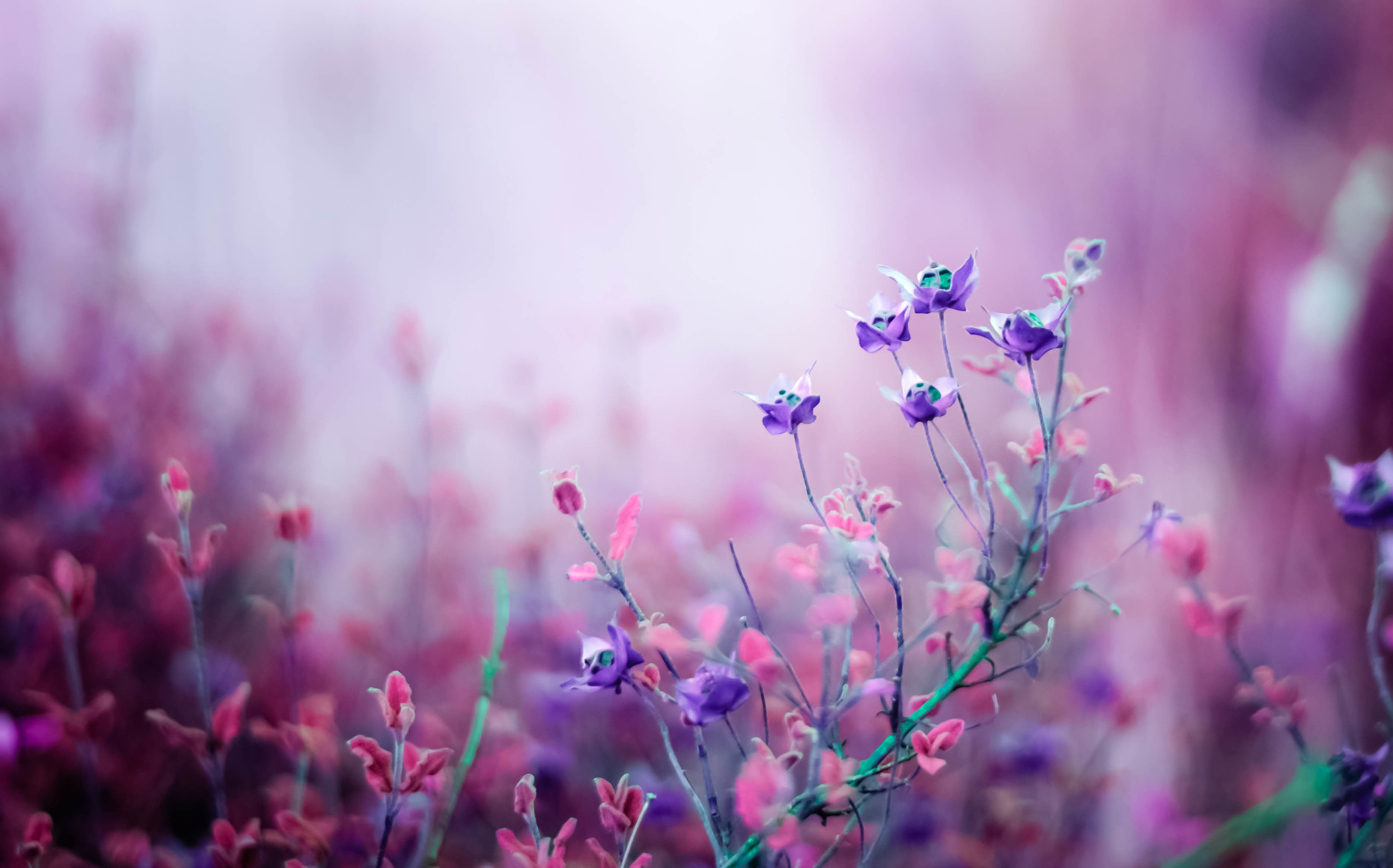 vulnerability, flowering plant, multi Colored, selective Focus, sunlight, outdoors, nature, plant, purple, backgrounds, color Image, beauty In Nature, field, HD Wallpaper
