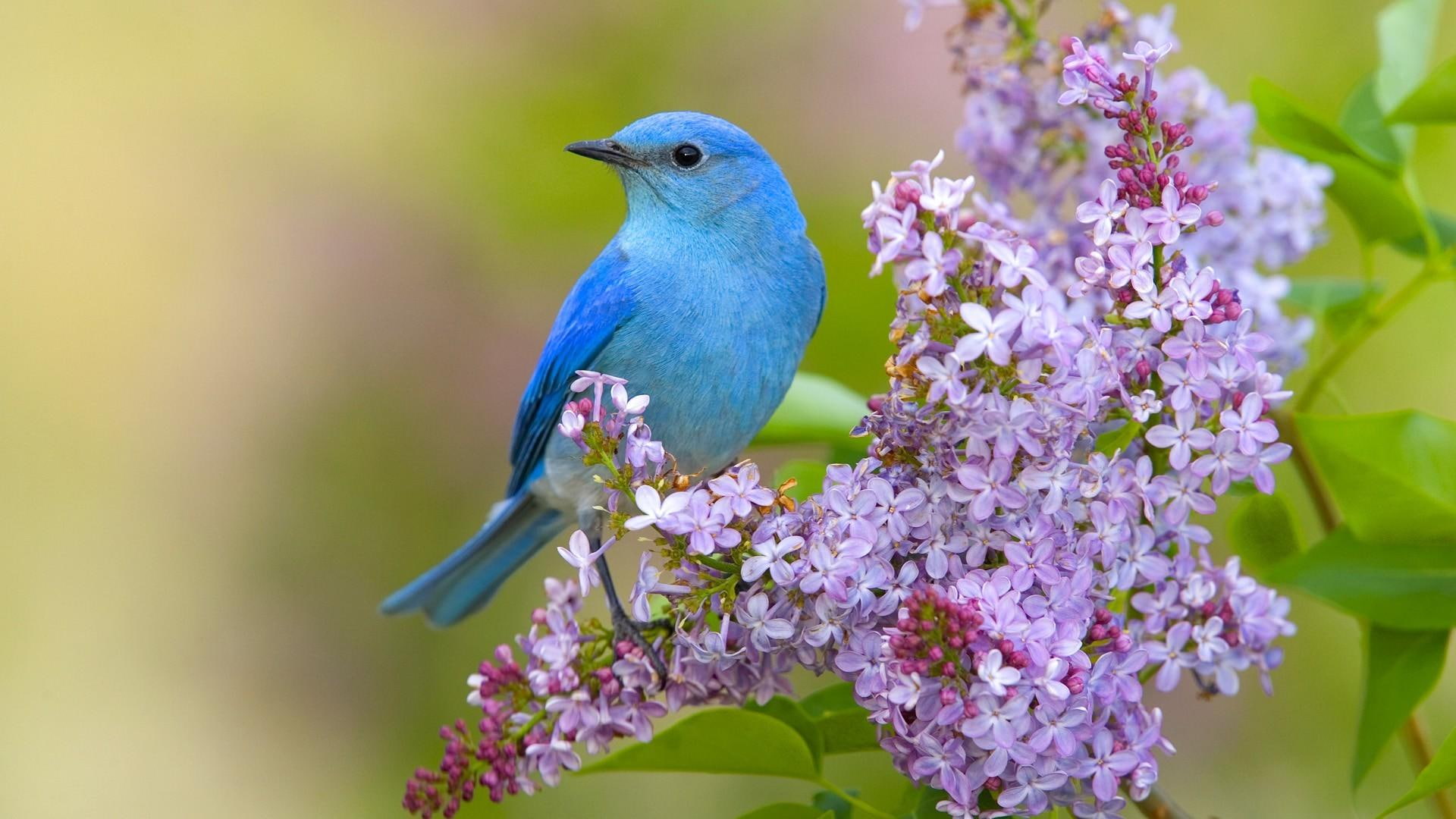 nature, 1080P, lilac flower, blue bird, bird, HD Wallpaper