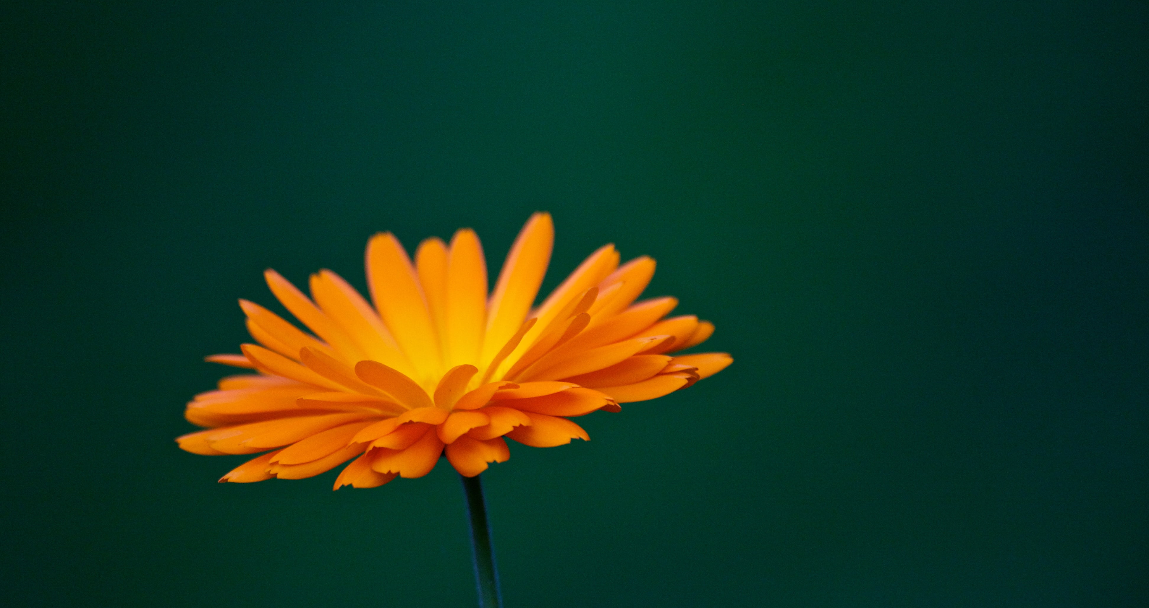 marigold, Calendula officinalis, flower Head, 4K, nature, bokeh, macro shot, summer, shot, close-up, yellow, daisy, flower, macro, autumn, petal, plant, HD Wallpaper