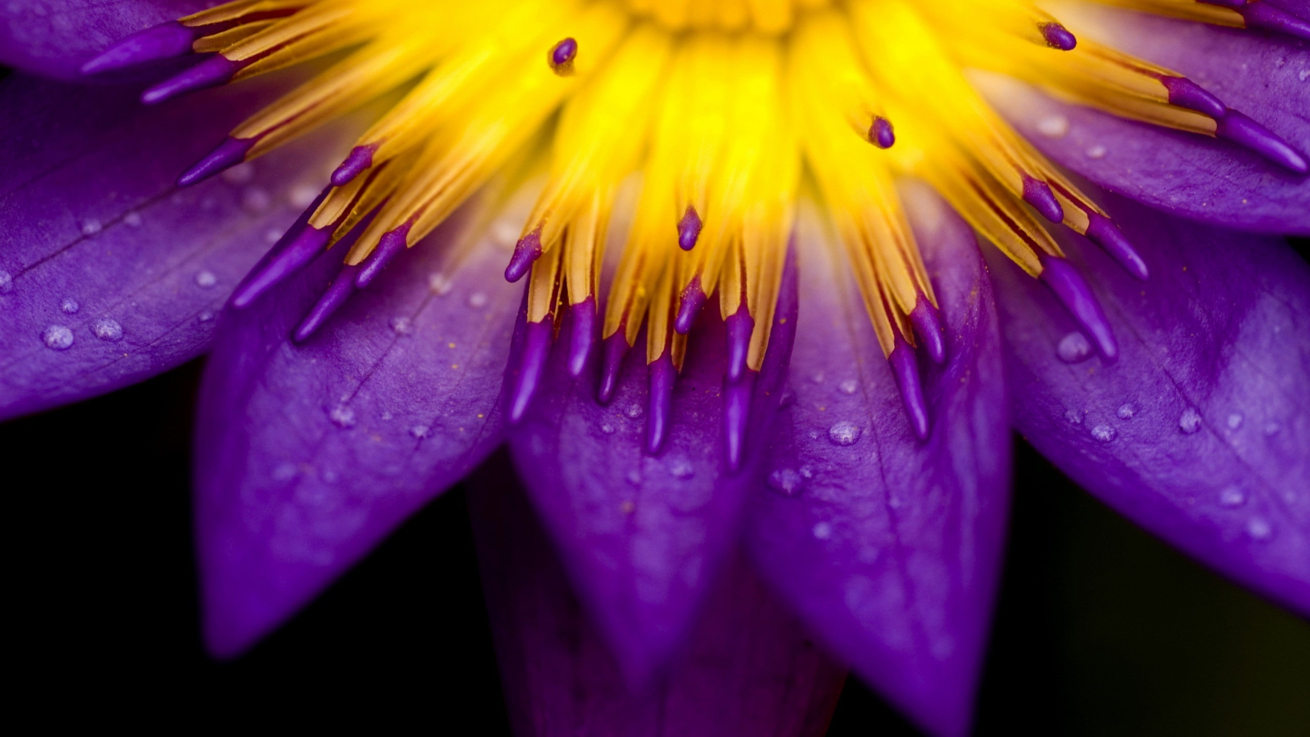 beauty in nature, flower, fragility, flowers, drop, purple, water, close-up, pollen, flower head, 2K, dew, nature, growth, macro, outdoors, no people, HD Wallpaper