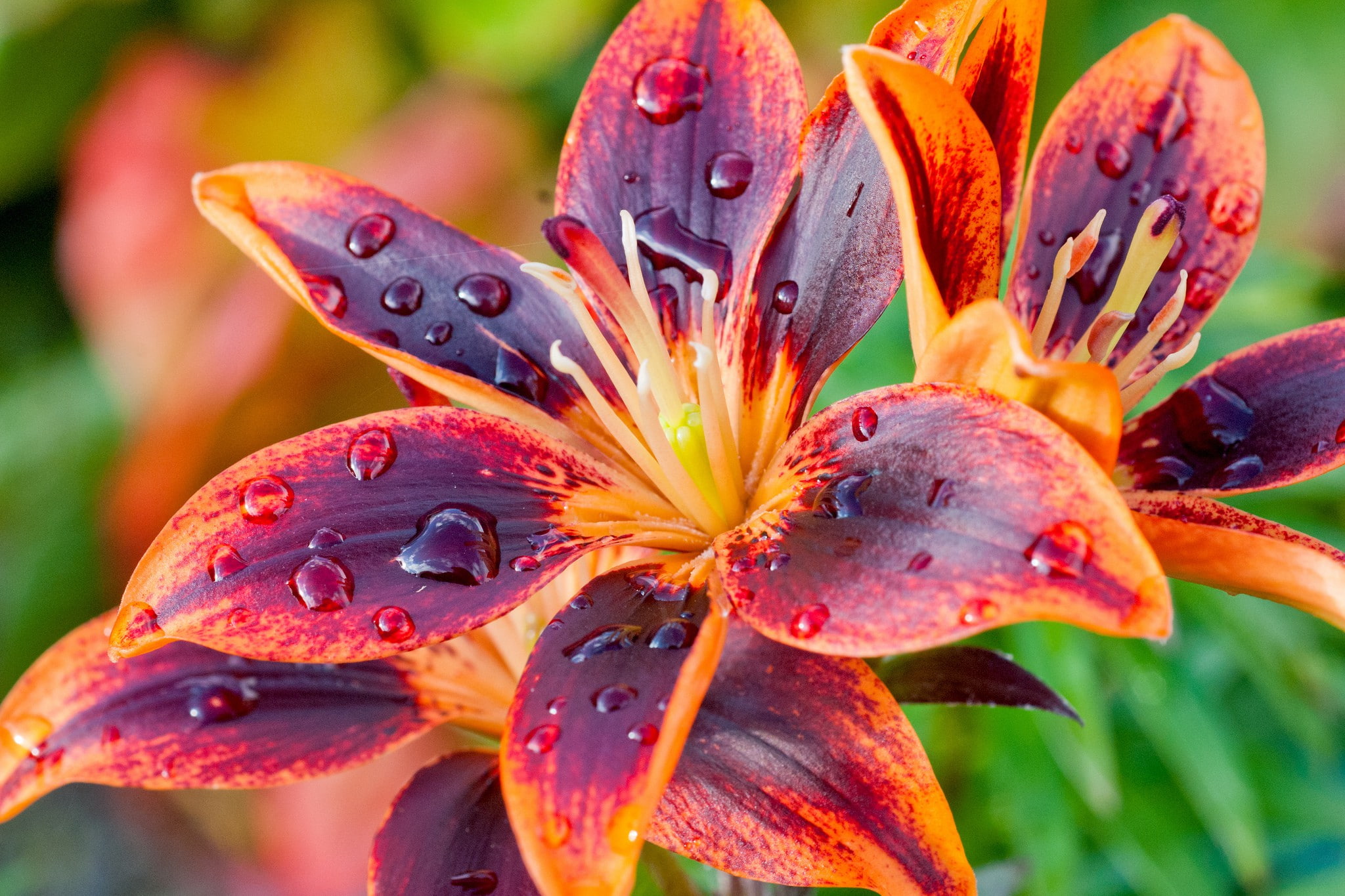 purple, macro, 1080P, lily, drops, orange, petals, HD Wallpaper