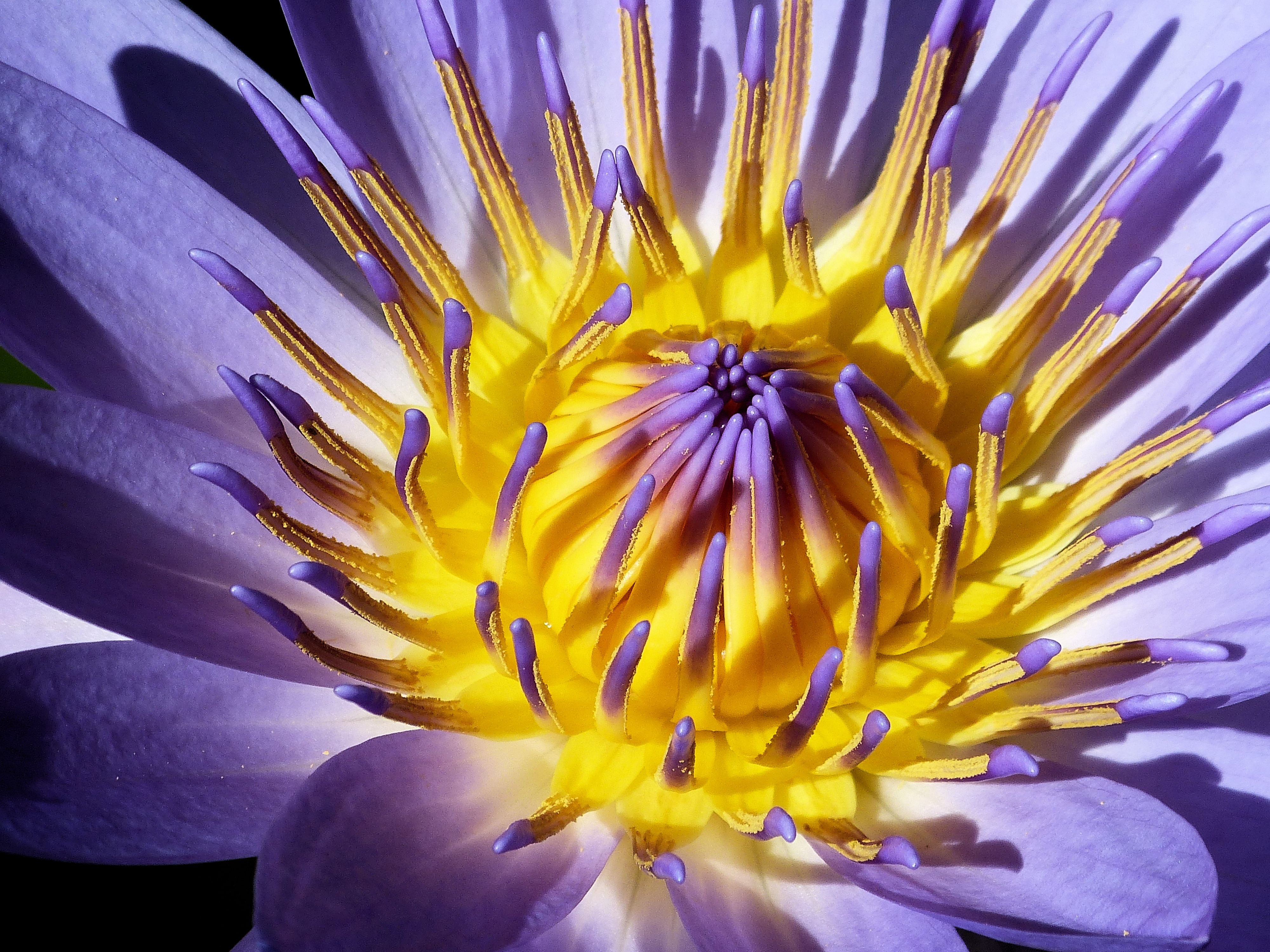 water lily, tropical, lily pond, blossum, purple, Maui, bloom, Salisbury, gold, yellow, plant, 4K, Sue, close-up, Flower, USA, Lilly, Hawaii, nature, petal, HD Wallpaper