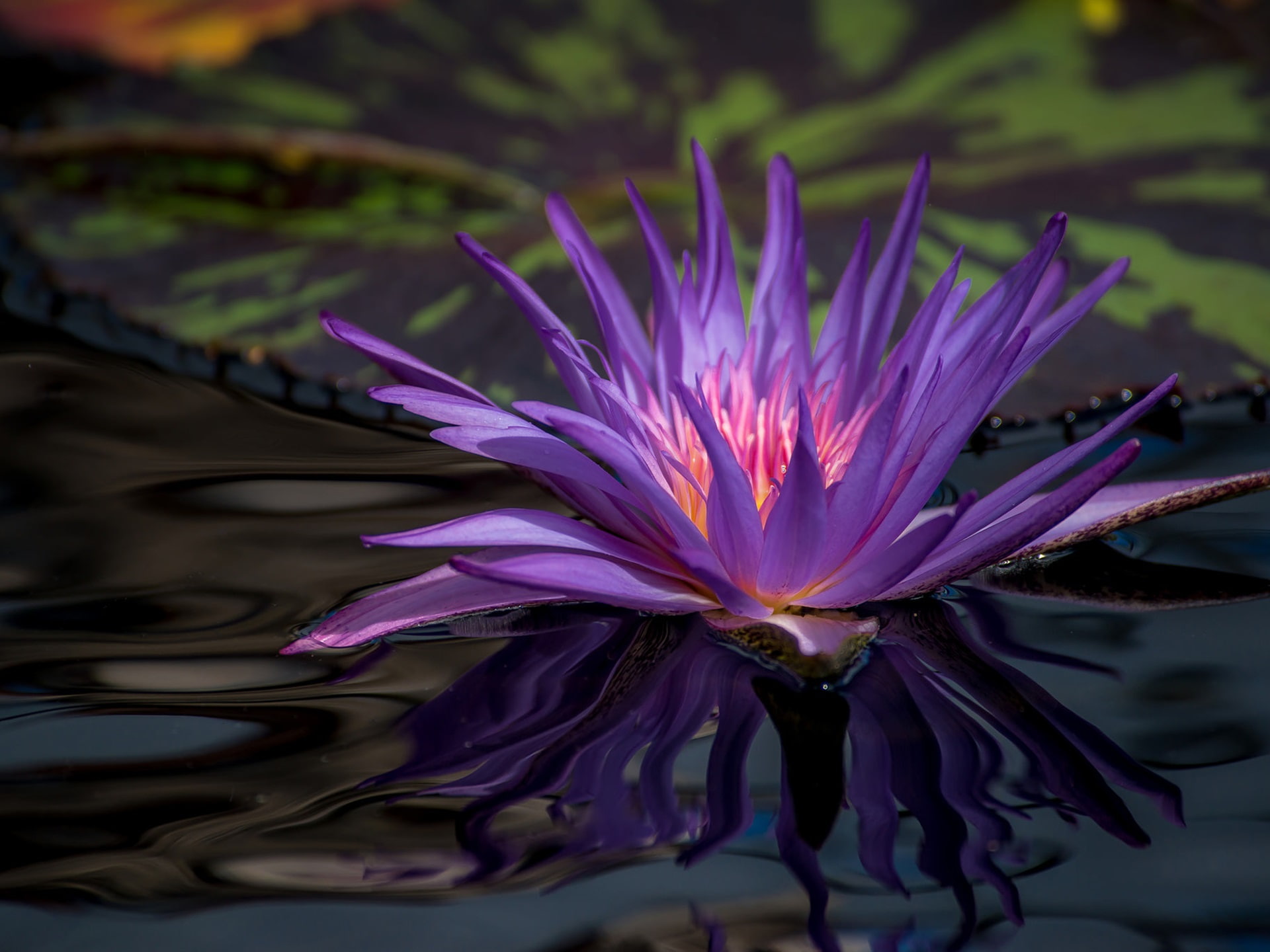 1080P, flower, lily, water, pond, purple, HD Wallpaper