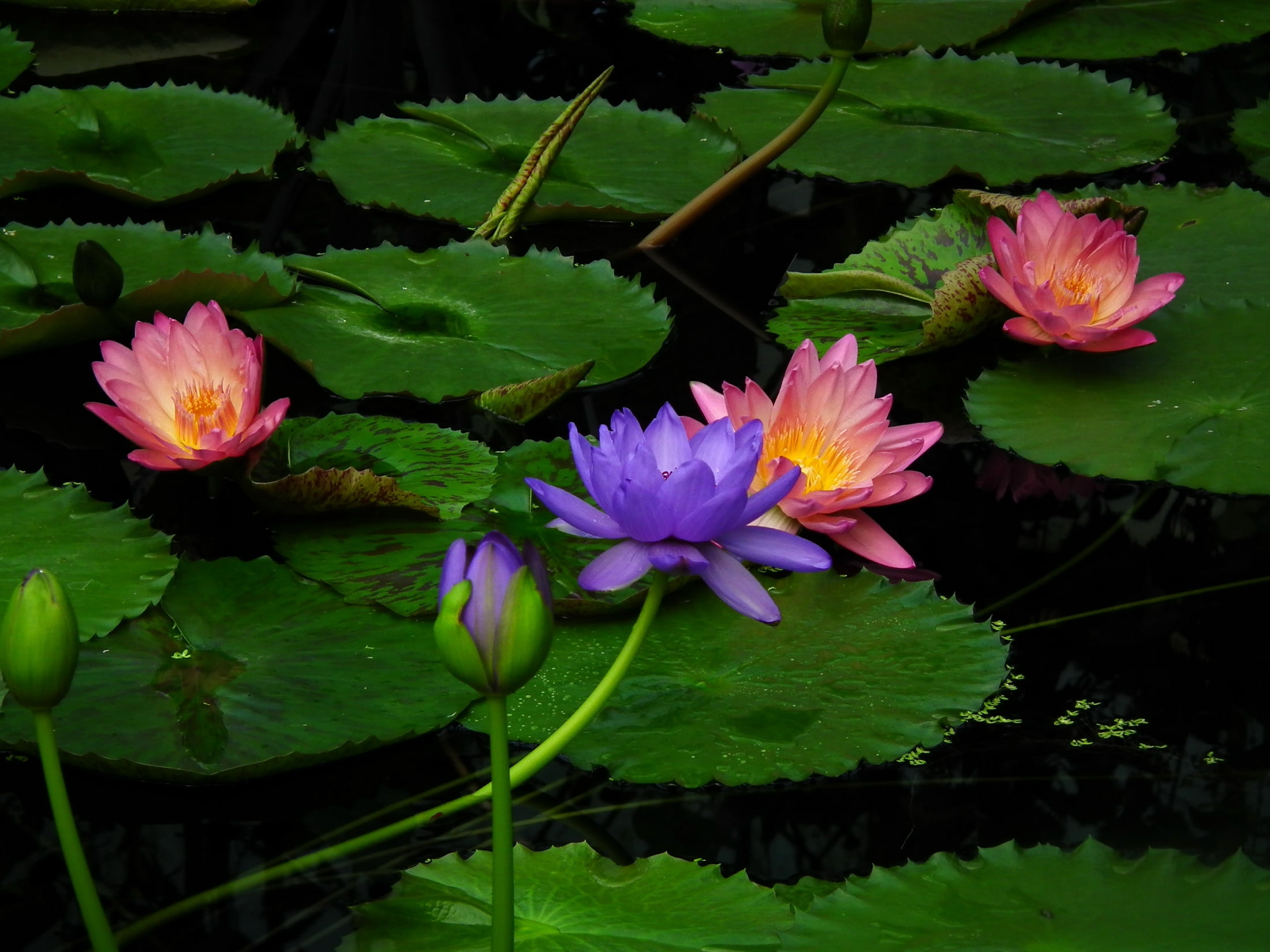 lotus Water Lily, flower Head, summer, green Color, outdoors, flower, pollen, pink Color, multi Colored, botany, floating, nature, yellow, 1080P, beauty In Nature, HD Wallpaper