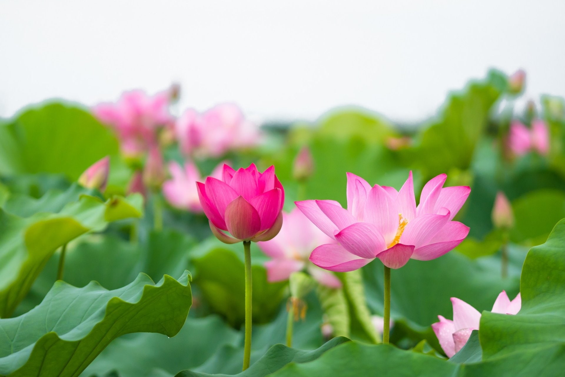 lotus water lily, petal, no people, inflorescence, leaf, ornamental garden, purple, 1080P, beauty in nature, flowerbed, freshness, Nature, pink color, HD Wallpaper