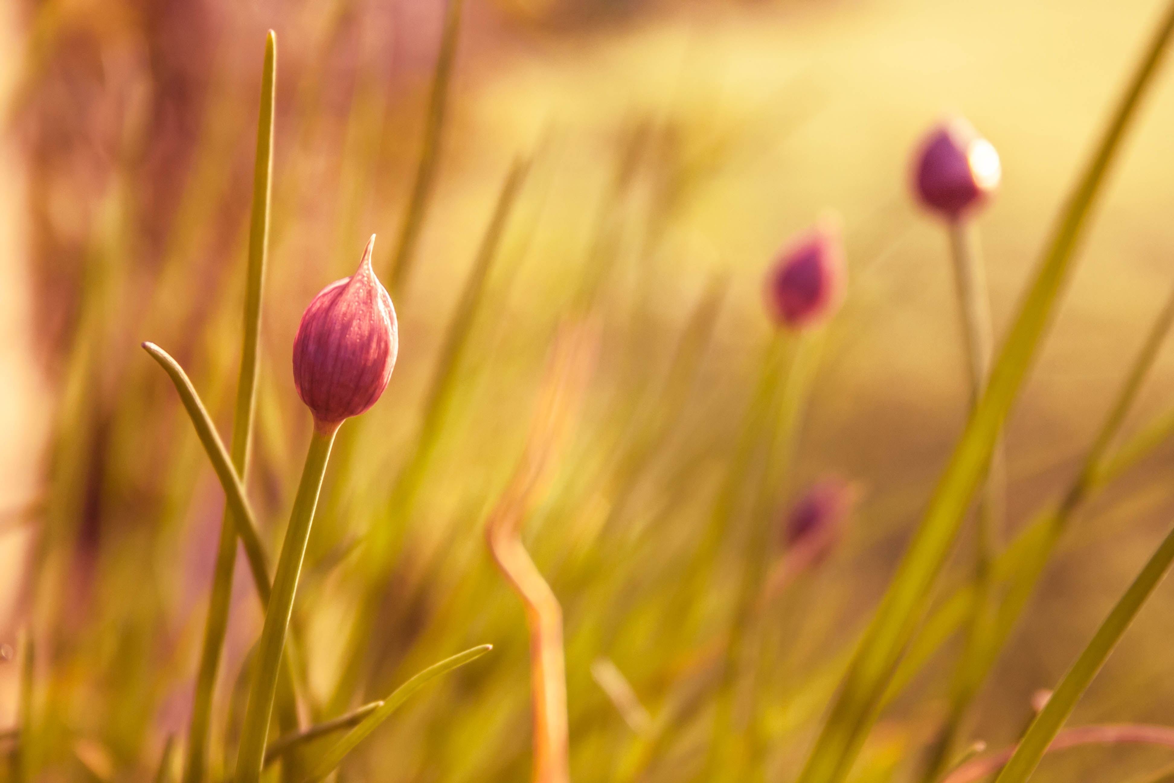4K, springtime, sunset, grass, rain, plant, flower, Lily flower, spring, brush strokes, season, lightroom, golden hour, close-up, meadow, beauty In Nature, HD Wallpaper