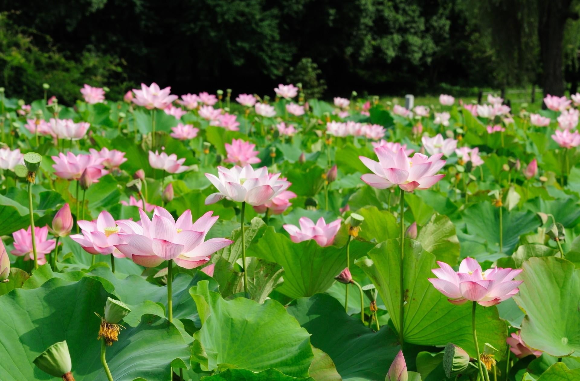 pink Color, yellow, formal Garden, season, herbs, petal, close-up, day, plant part, multi Colored, fragility, lake, pink, plant, freshness, summer, lotus Water Lily, HD Wallpaper