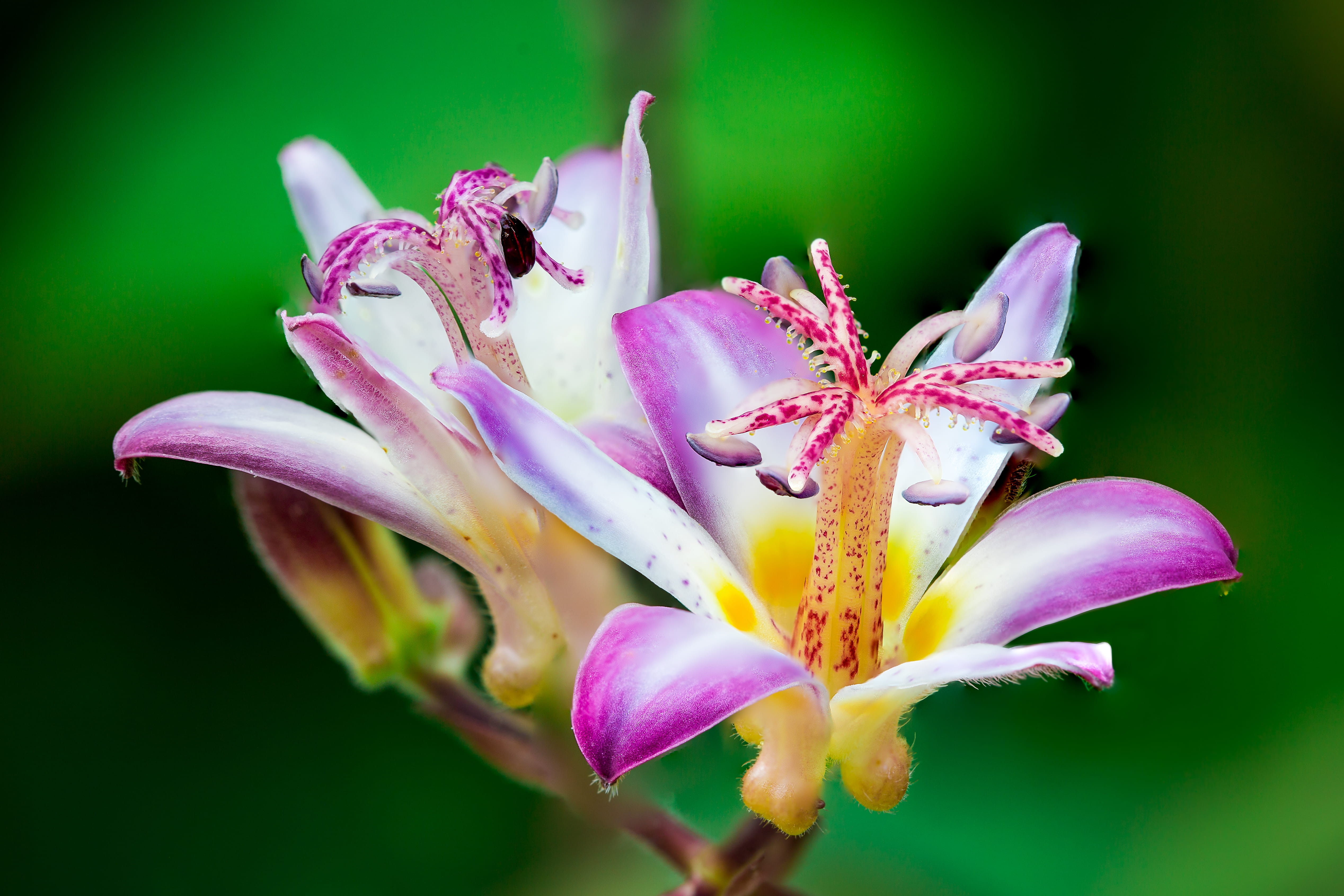 no people, pollen, summer, season, iris - plant, bloom, stamen, delicate, flora, pink color, flowers, yellow, beautiful, vulnerability, blooming, inflorescence, HD Wallpaper