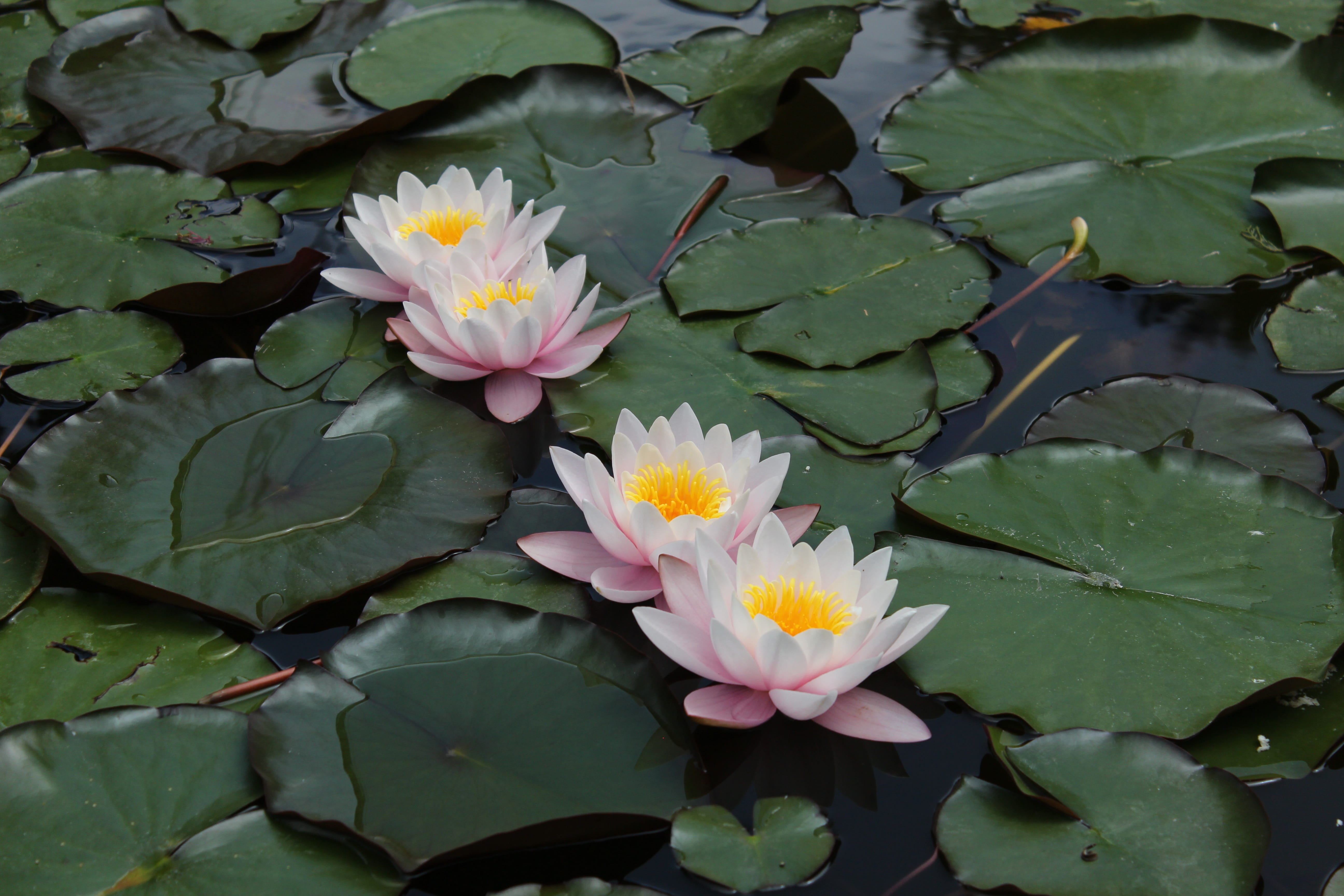 blossom, purple, inflorescence, growth, plant, Flower, pink Color, fragility, summer, floating on water, no people, freshness, water Lily, flower Head, HD Wallpaper