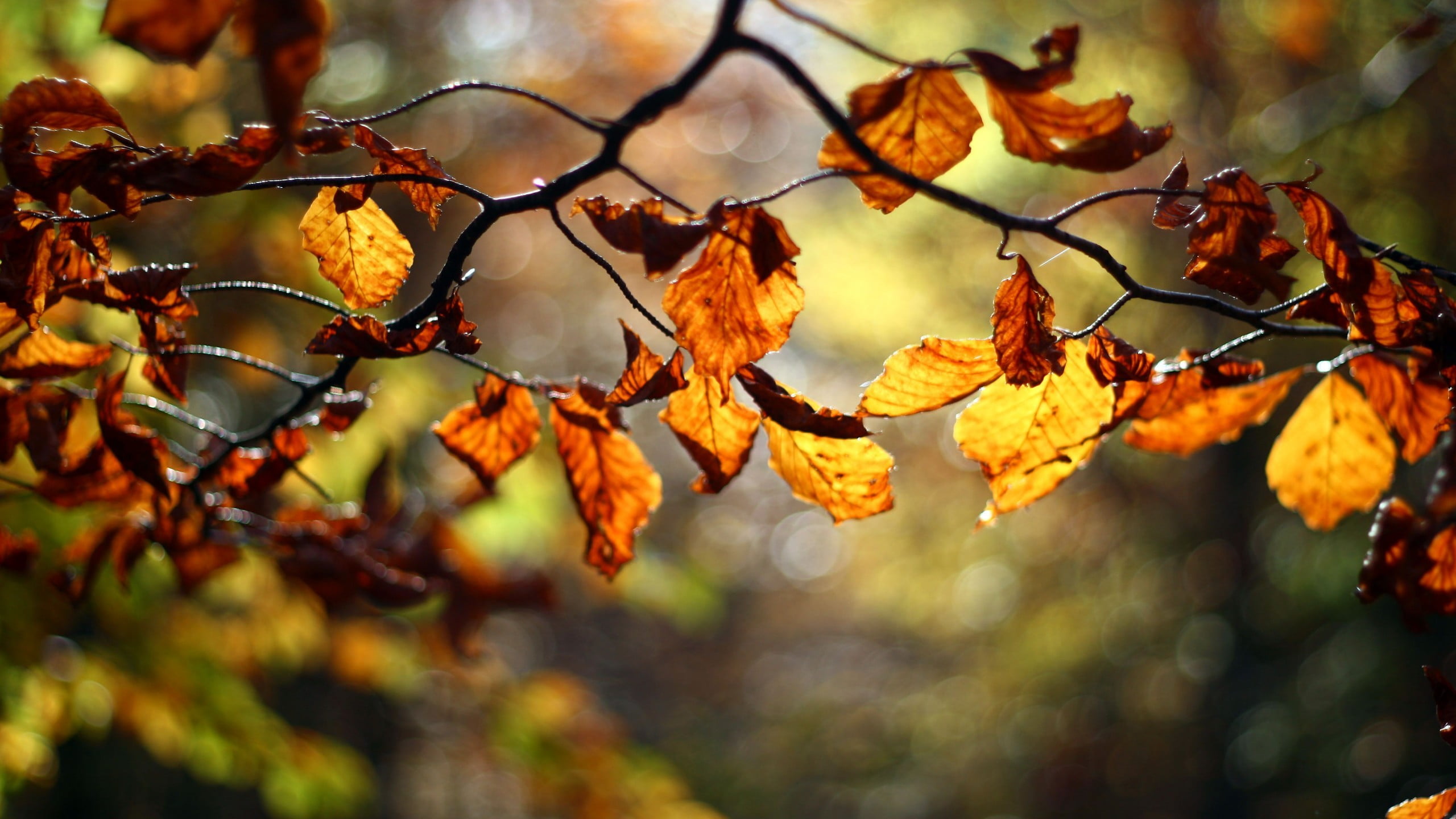 twig, depth of field, no people, day, nature, healthy eating, leaf, tree, natural condition, fruit, change, outdoors, plants, twigs, food, beauty in nature, HD Wallpaper