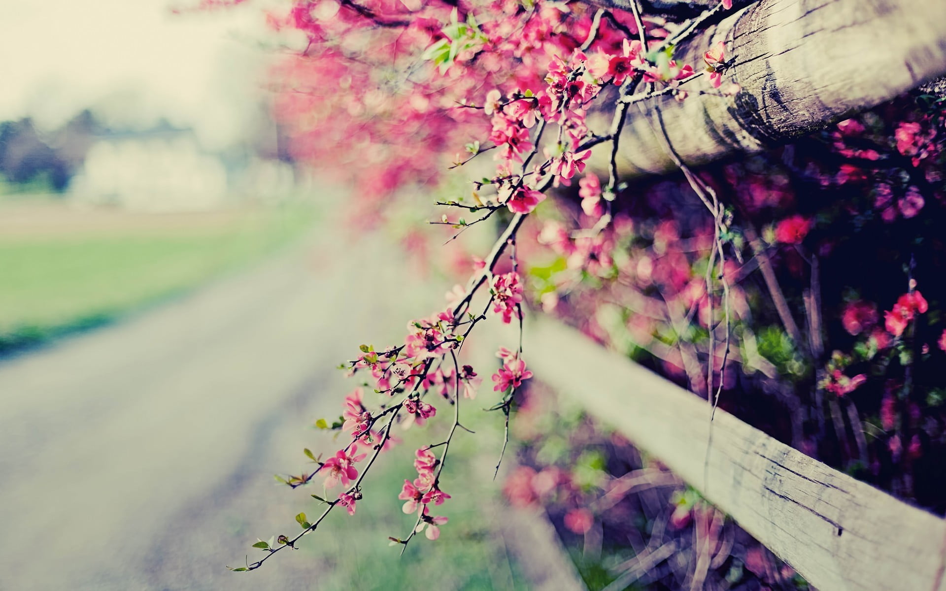 flowering plant, day, selective focus, one person, petaled, beauty in nature, growth, tree, fragility, focus on foreground, nature, freshness, pink color, HD Wallpaper