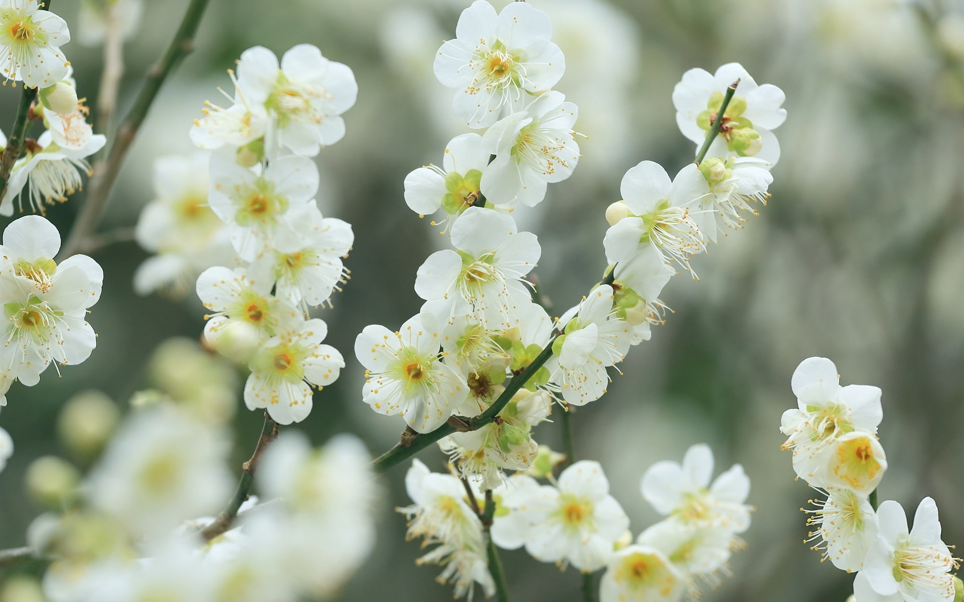 1080P, White, Bokeh, Twigs, Flowers, Spring, Blossom, Cherry, HD Wallpaper