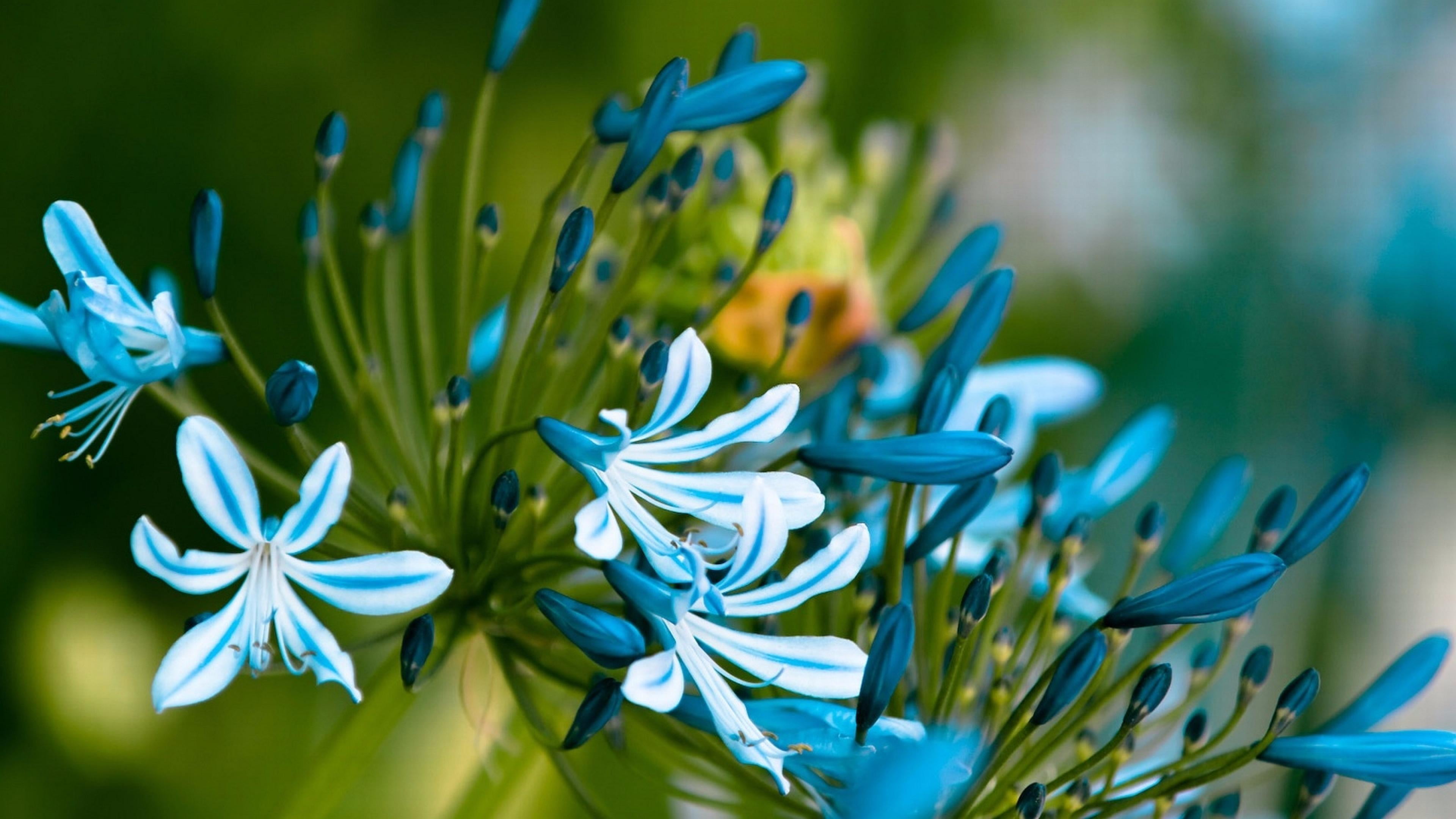 spring, selective focus, flowering plant, close-up, botany, inflorescence, macro photography, flora, nature, focus on foreground, green color, growth, photography, HD Wallpaper