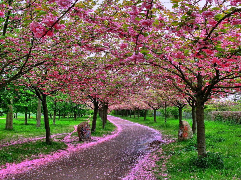 flower, sakura, 480P, japan Flower, HD Wallpaper