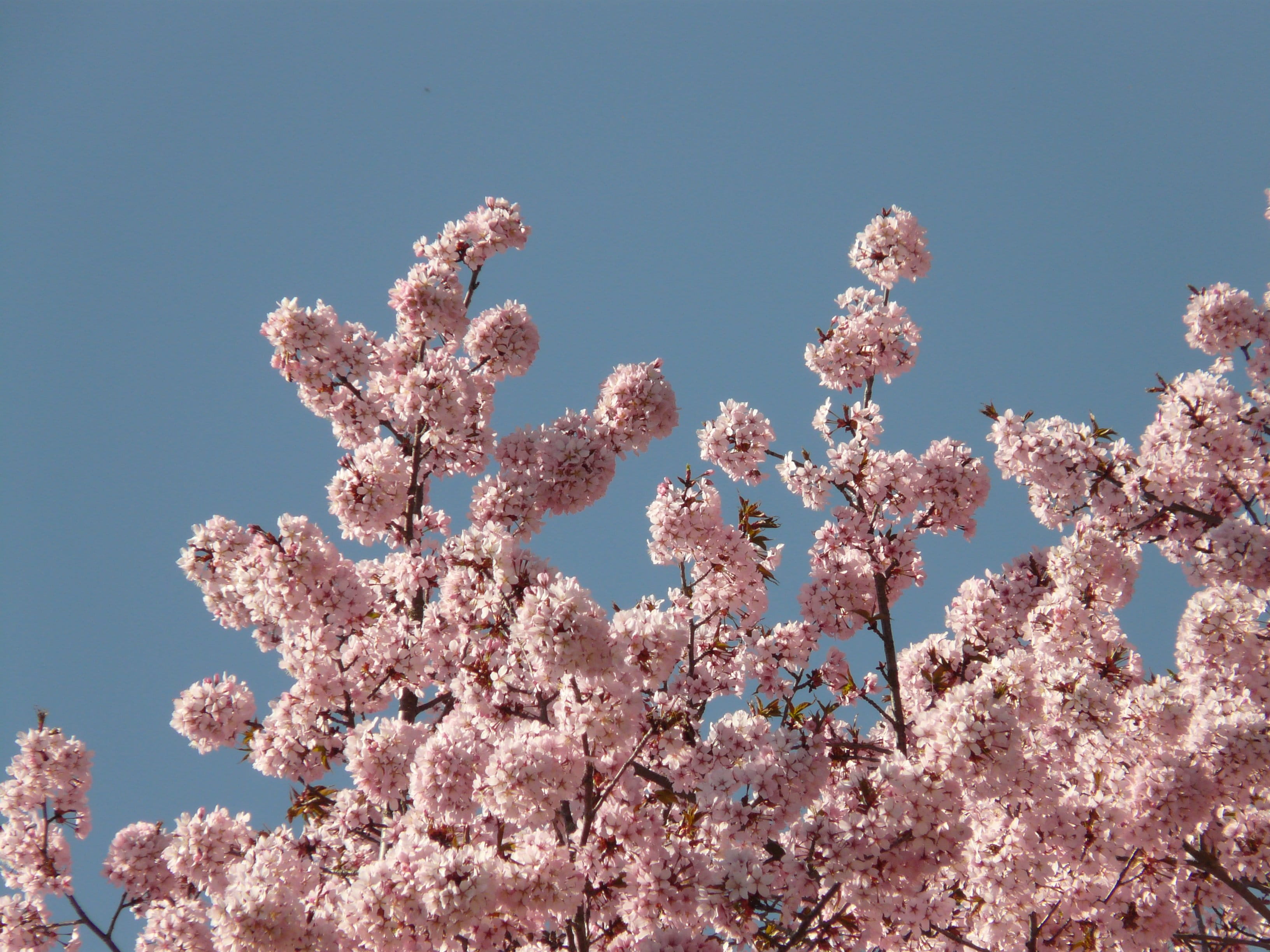 no people, close-up, east asian cherry, sky, flower, freshness, cherry tree, day, smell, Bloom, low angle view, blossom, plant, pink color, ornamental cherry, HD Wallpaper