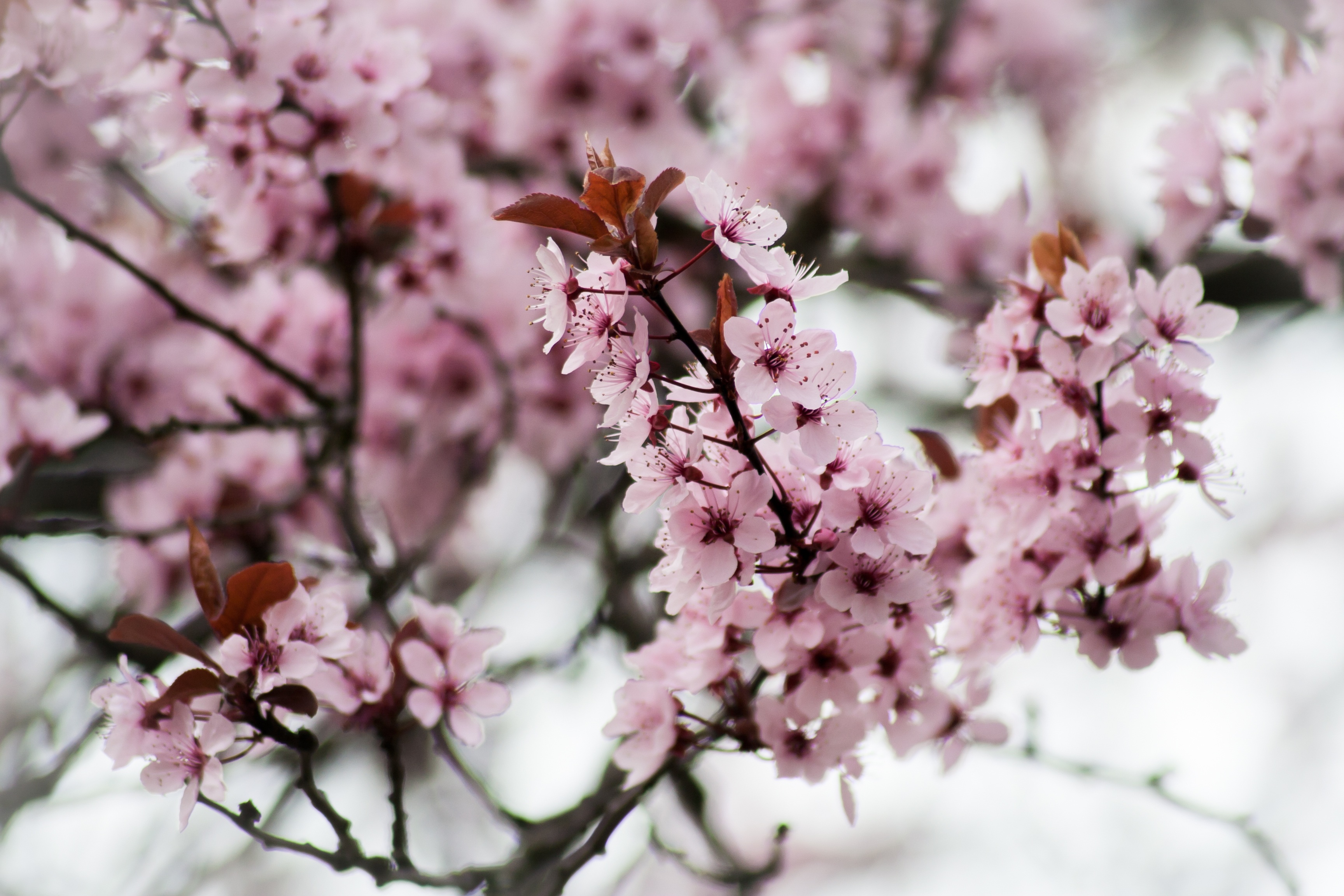 sweet, no people, branch, pollen, outdoors, freshness, flowering plant, purple, east asian cherry, oriental cherry, bunch of flowers, beauty in nature, HD Wallpaper