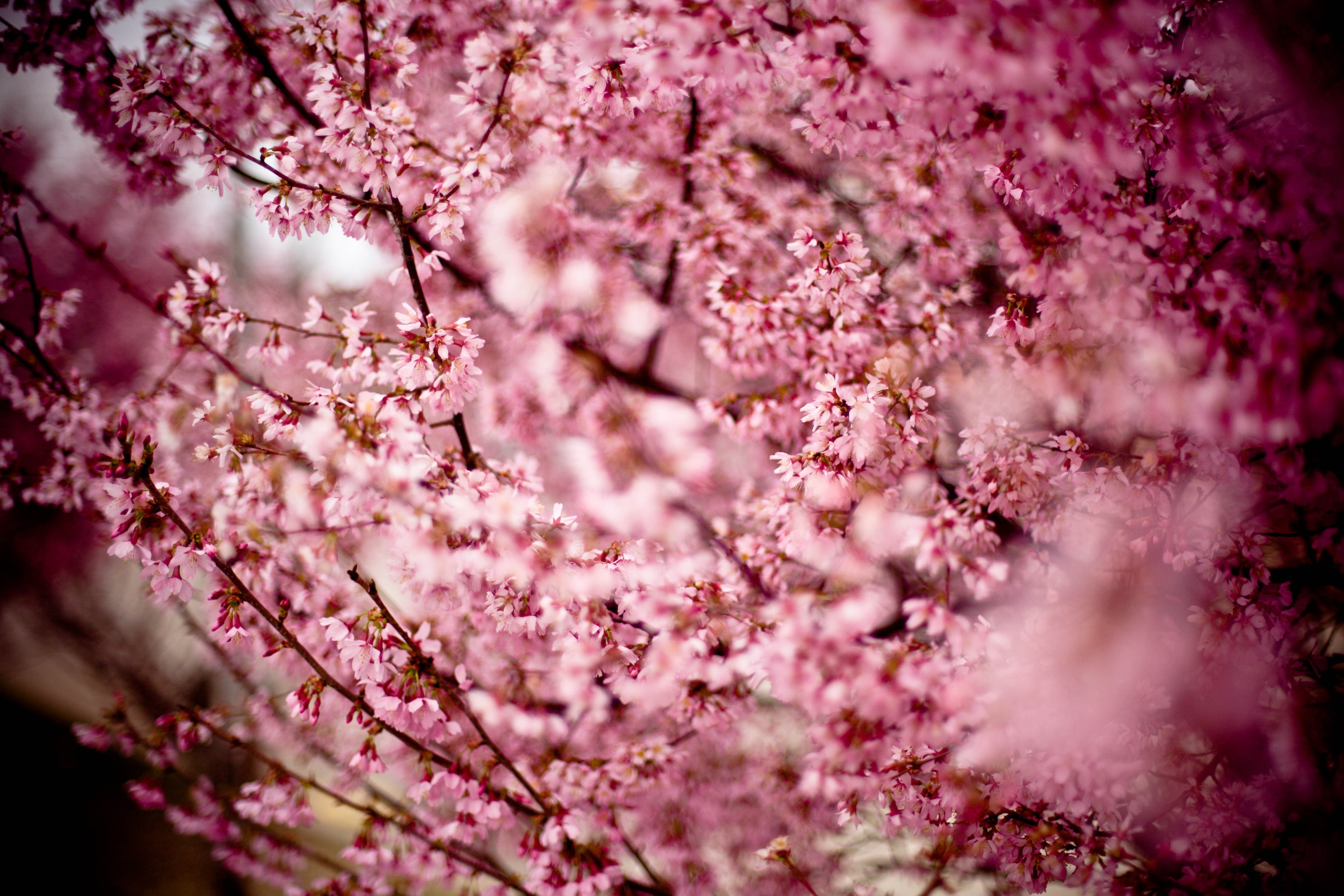 hill cherry, freshness, oriental cherry, fragility, vulnerability, purple, branches, pink, no people, beauty in nature, flowering tree, prunus serrulata, HD Wallpaper