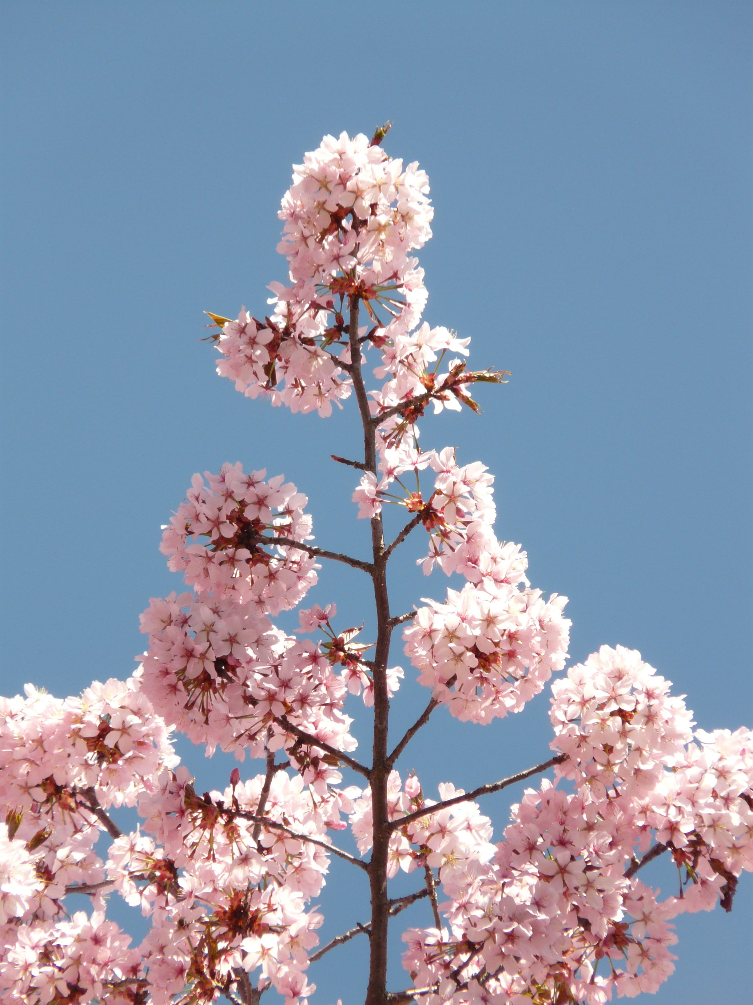 japanese flowering cherry, vulnerability, tree, oriental cherry, flowering plant, prunus serrulata, clear sky, bunch of flowers, flower, spring, plant, Phone HD Wallpaper