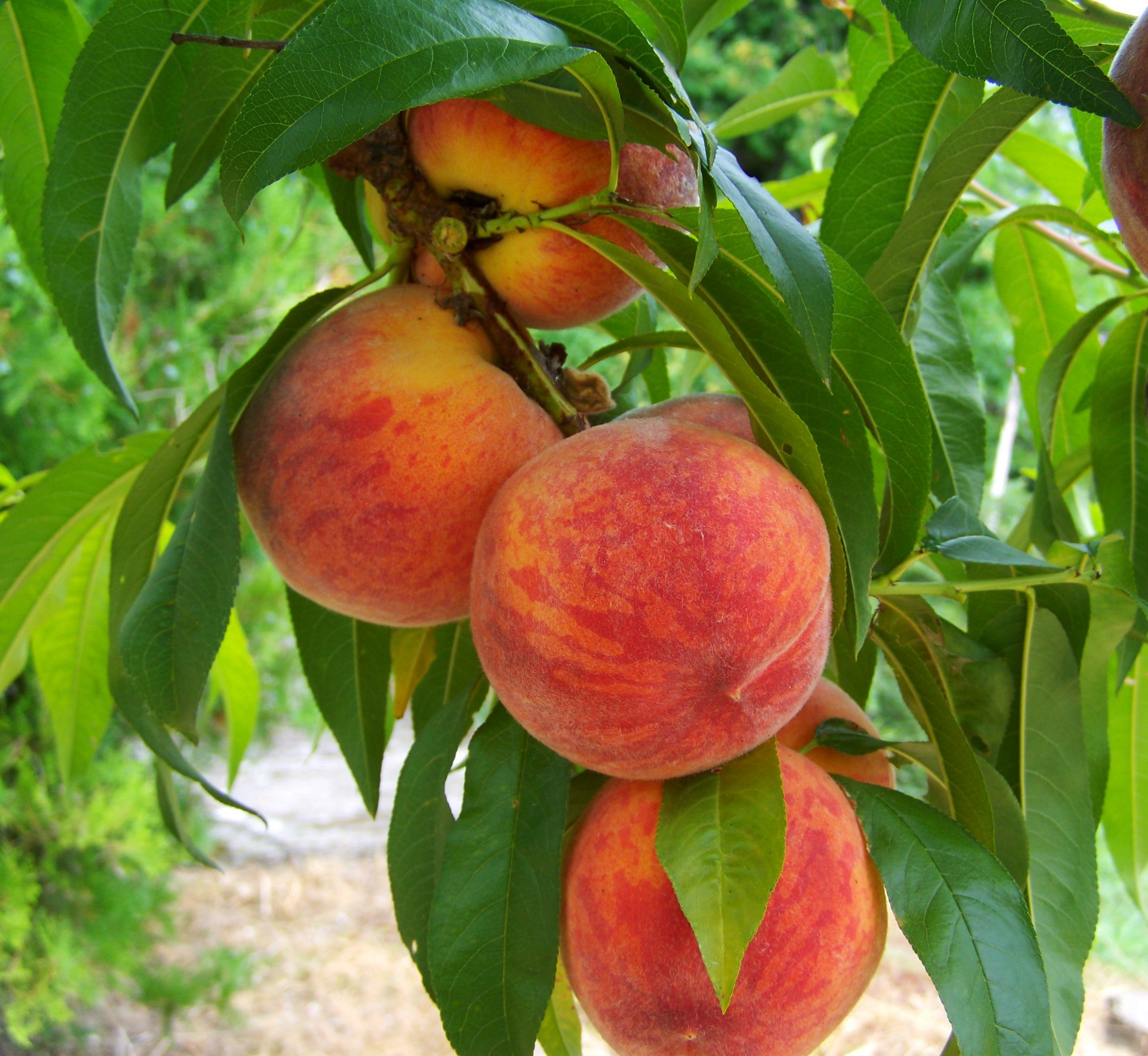 growth, food and drink, freshness, day, food, no people, orchard, wellbeing, fruits, peach, tree, agriculture, fruit tree, fruit, summer, mature, leaf, HD Wallpaper