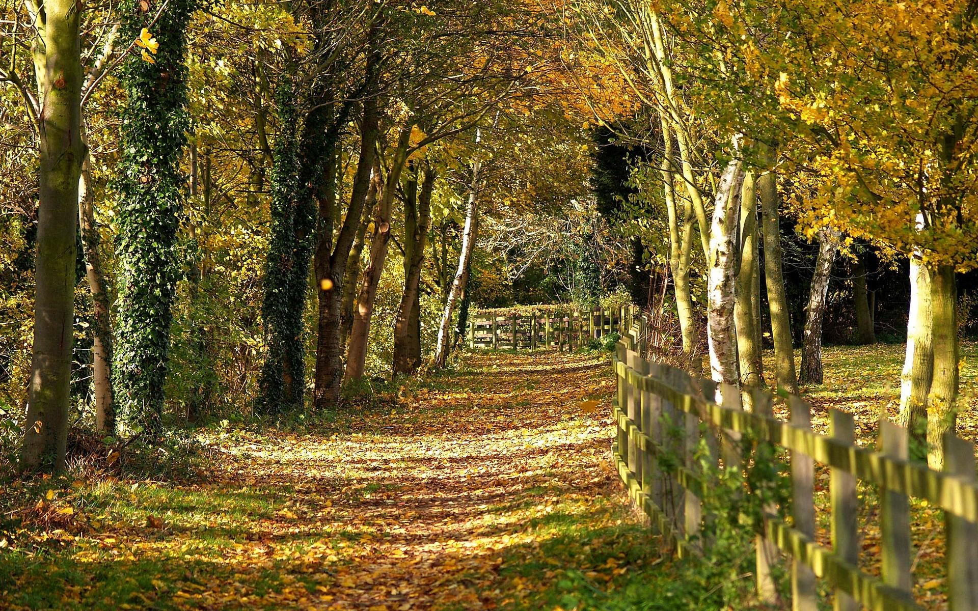nature, trees, 3d and abstract, orchard, 1080P, HD Wallpaper