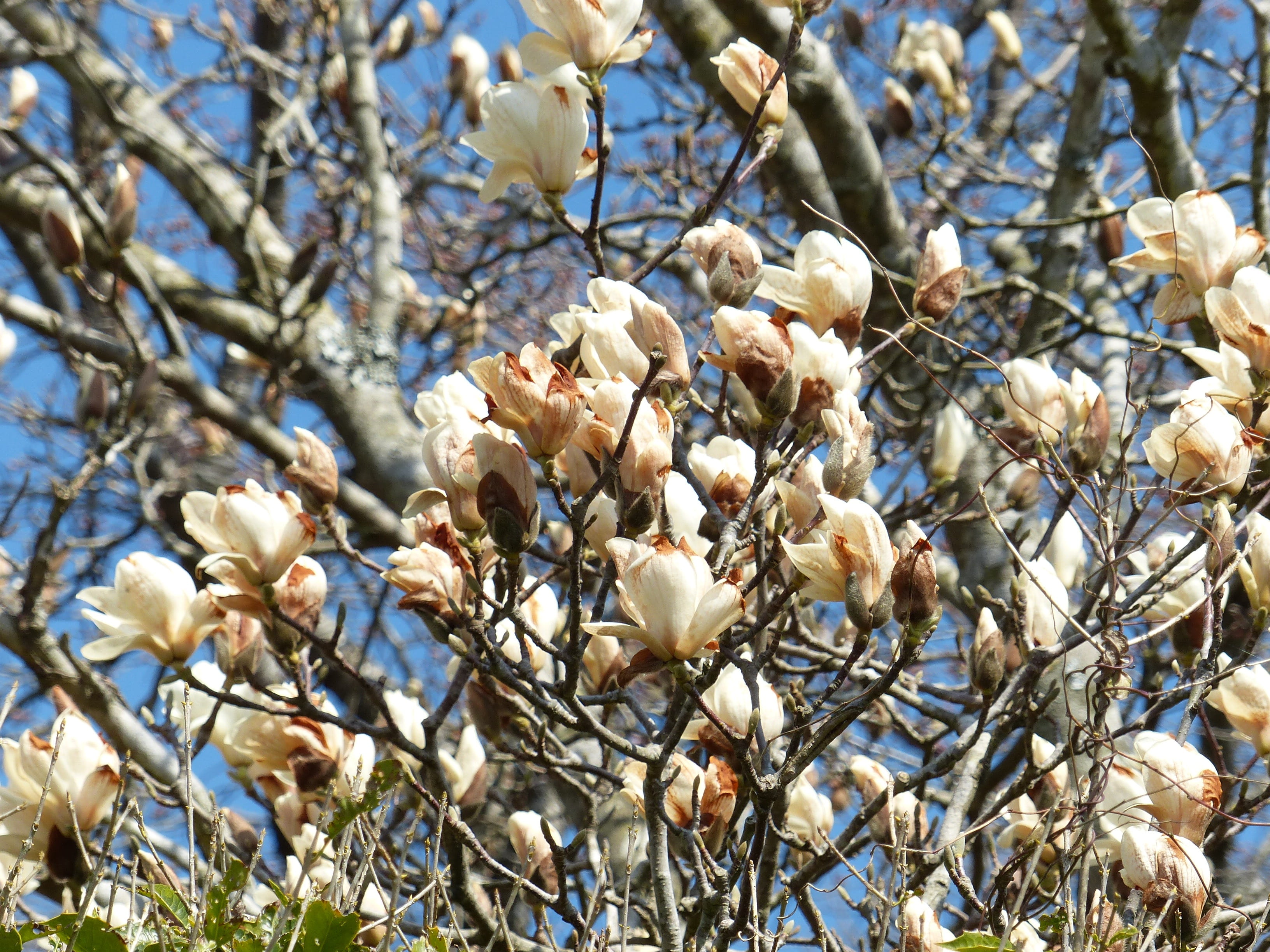 abundance, selective focus, focus on foreground, tree, cotton plant, low angle view, branch, no people, japan, floral, flower head, growth, oriental, april, HD Wallpaper