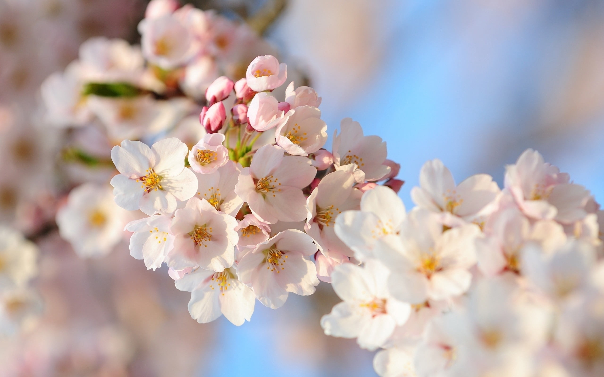 petal, selective focus, fragility, plants, season, flower Head, 2K, day, freshness, flowers, botany, beautiful, outdoors, flowering plant, beauty In Nature, HD Wallpaper