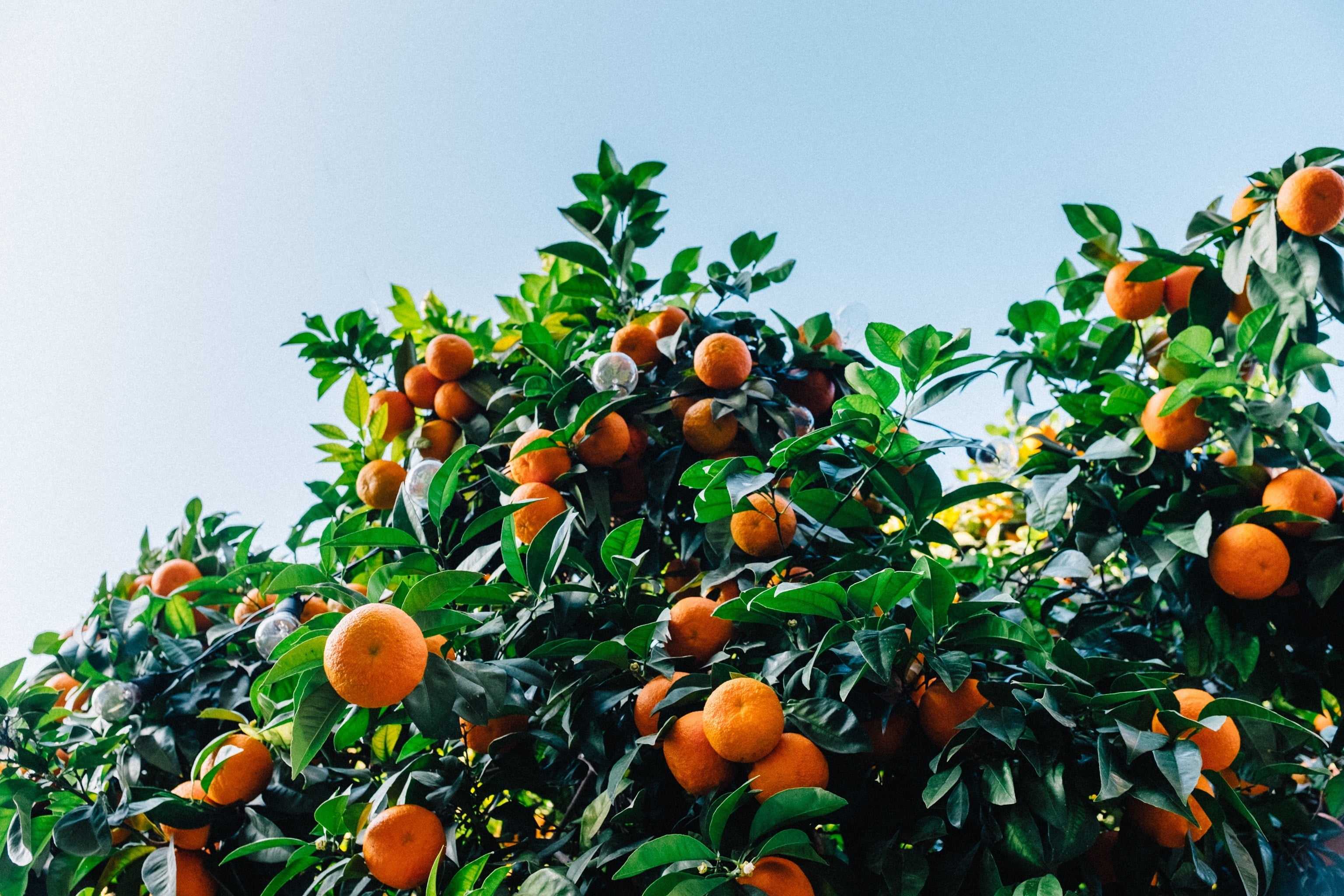 branch, crop, yellow, grove, tangerine, leaf, kumquat, outdoors, green Color, ripe, 2K, red, orange Color, orchard, farm, fruits, agriculture, summer, HD Wallpaper