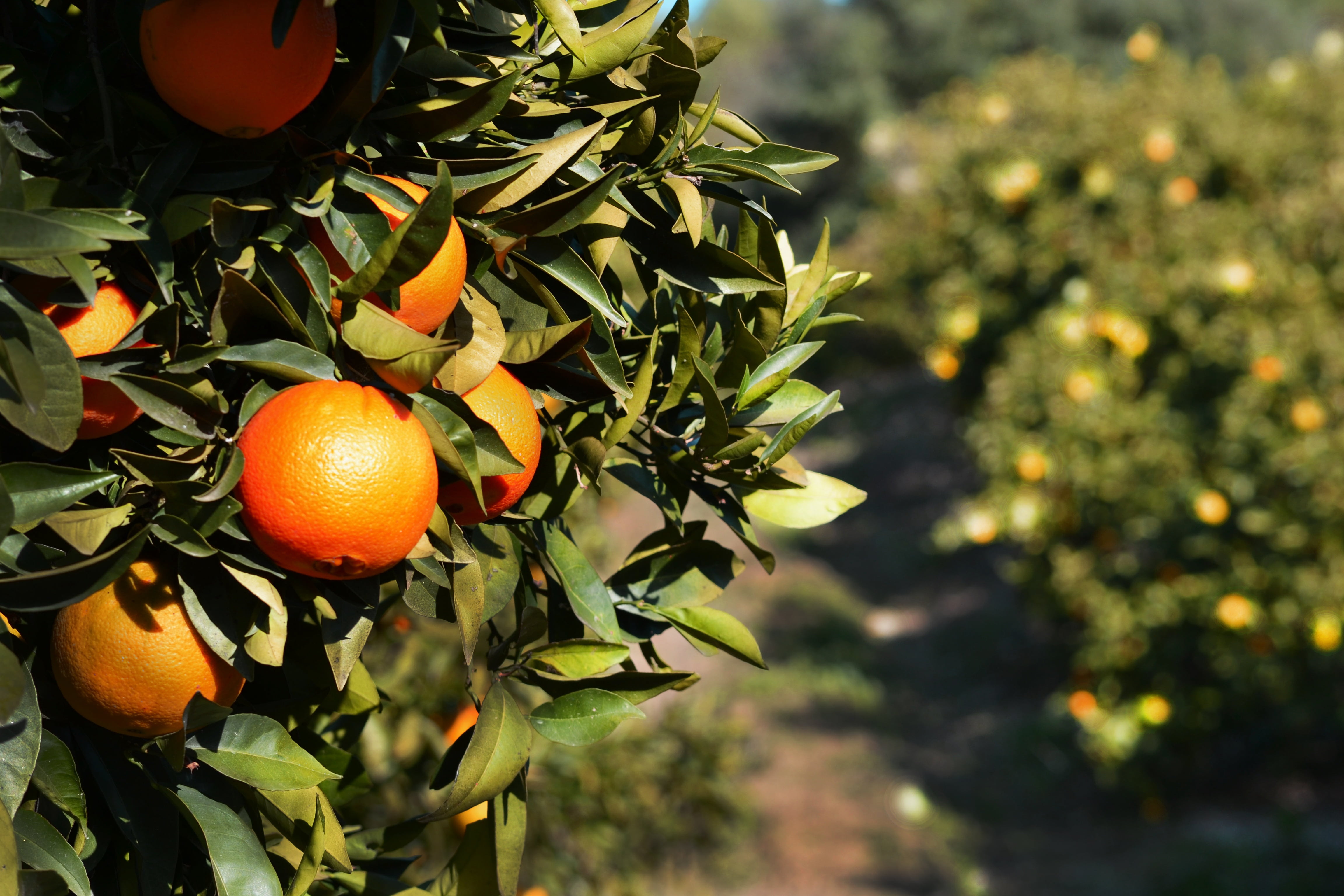 andalucia, branch, orange Tree, food, fruit, organic, orchard, citrus Fruit, freshness, plant, orange color, wellbeing, plant part, leafs, 4K, food and drink, HD Wallpaper