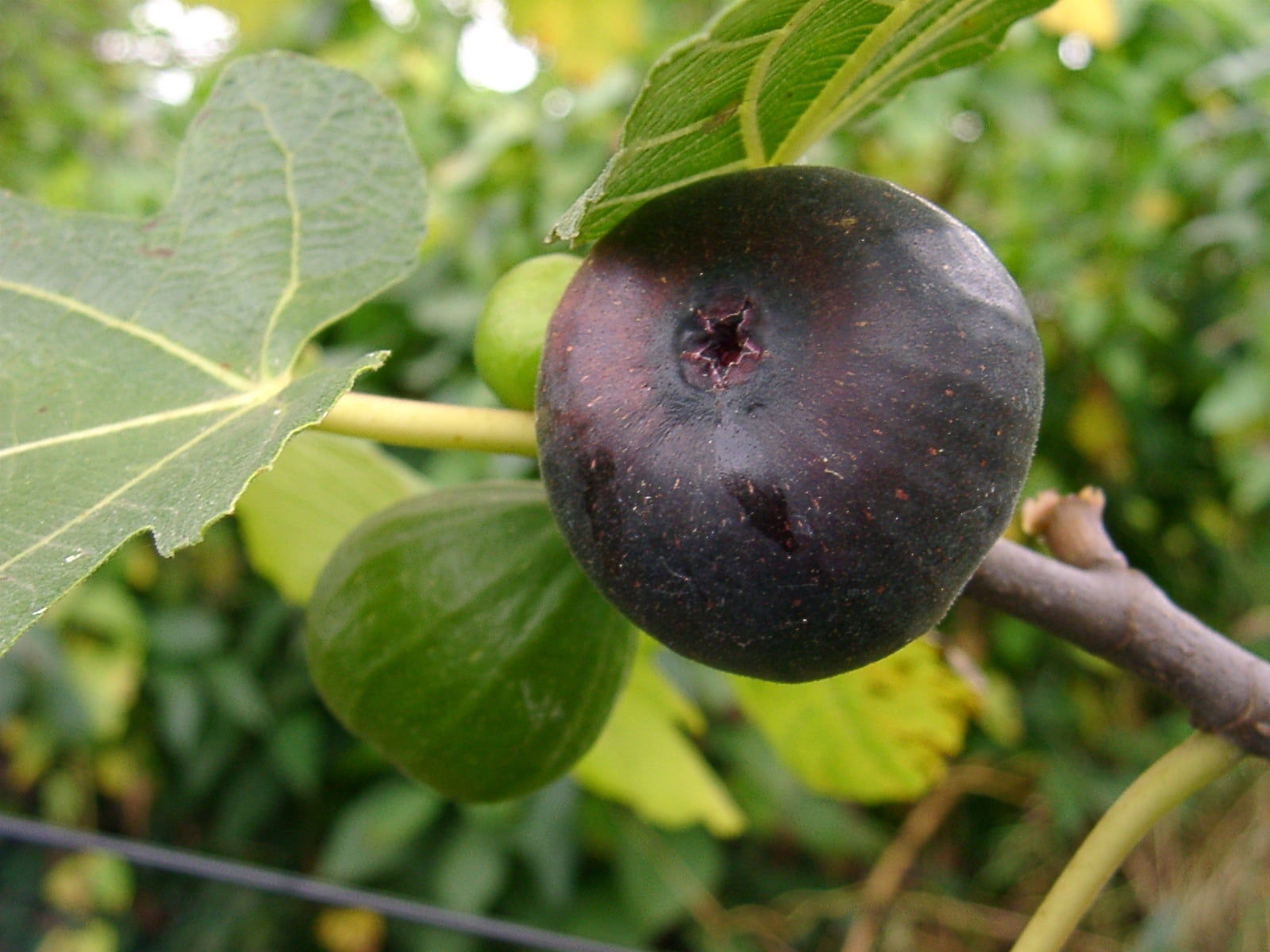 plant part, ripe, autumn, day, fruit, sweet Food, orchard, organic, no People, gourmet, crop, freshness, agriculture, red, refreshment, plant, leaf, focus on foreground, HD Wallpaper