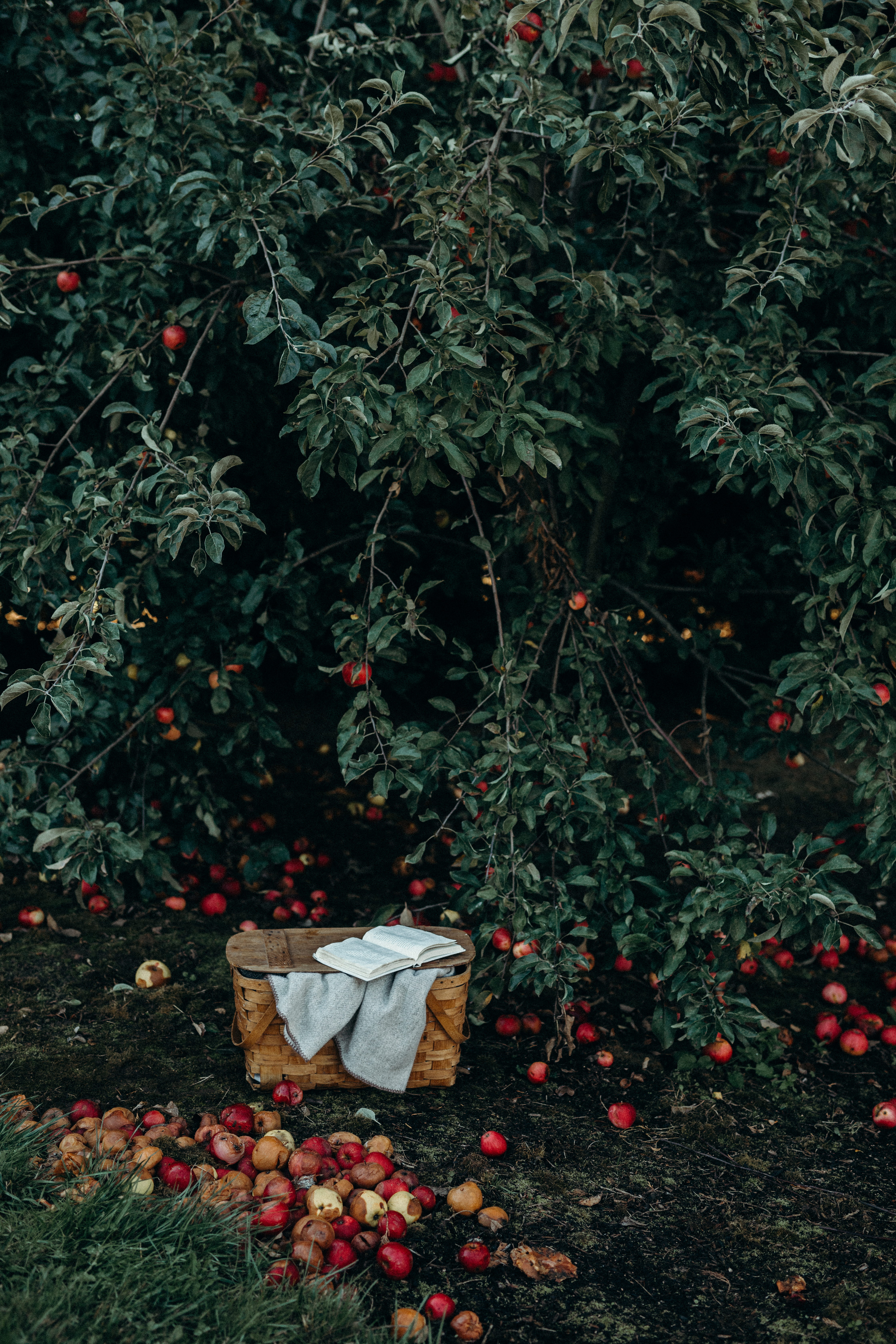 food, field, land, fall, blanket, cozy, picnic, 5K, nature, near, no people, outdoors, autumn, fruits, wicker, tranquility, tree, brown, leaf, crop, fruit, Phone HD Wallpaper