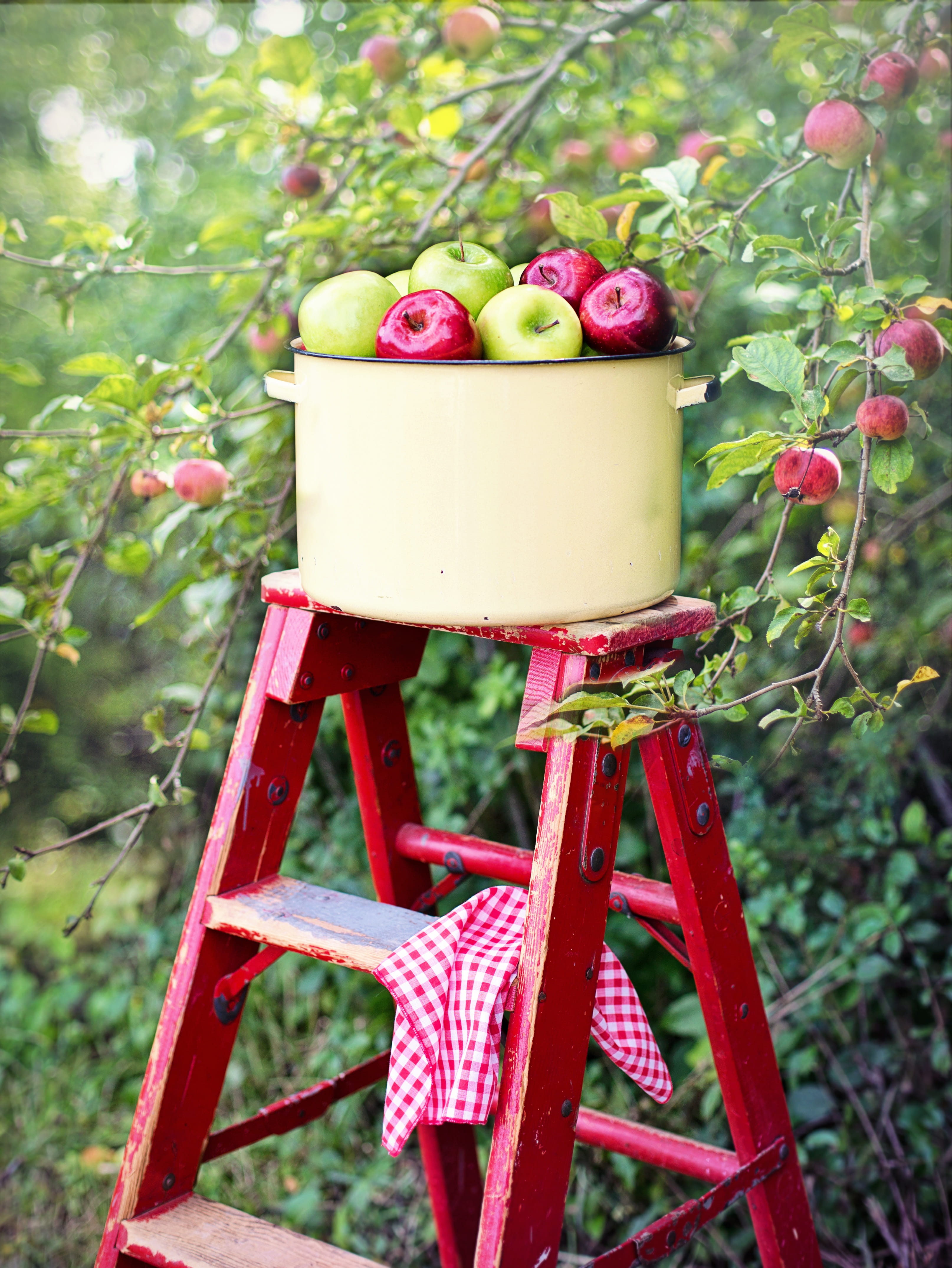 growth, red, plant, healthy, no people, delicious, close-up, apple picking, autumn, wellbeing, tree, food and drink, focus on foreground, nature, fruit, Phone HD Wallpaper