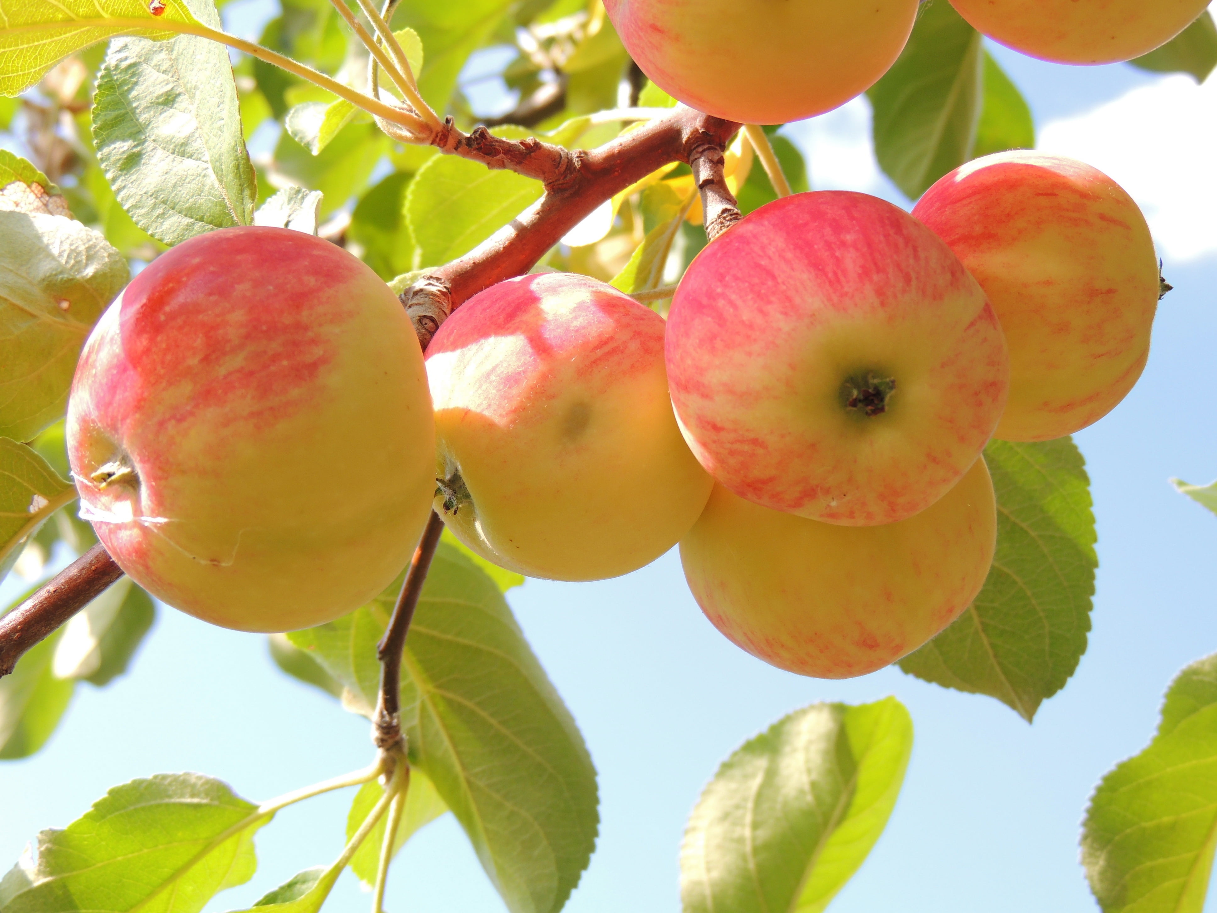 bunch, nature, gourmet, agriculture, plant, apples, organic, food and drink, fruit, background, healthy Eating, tree, growth, leaves, sweet Food, harvesting, HD Wallpaper