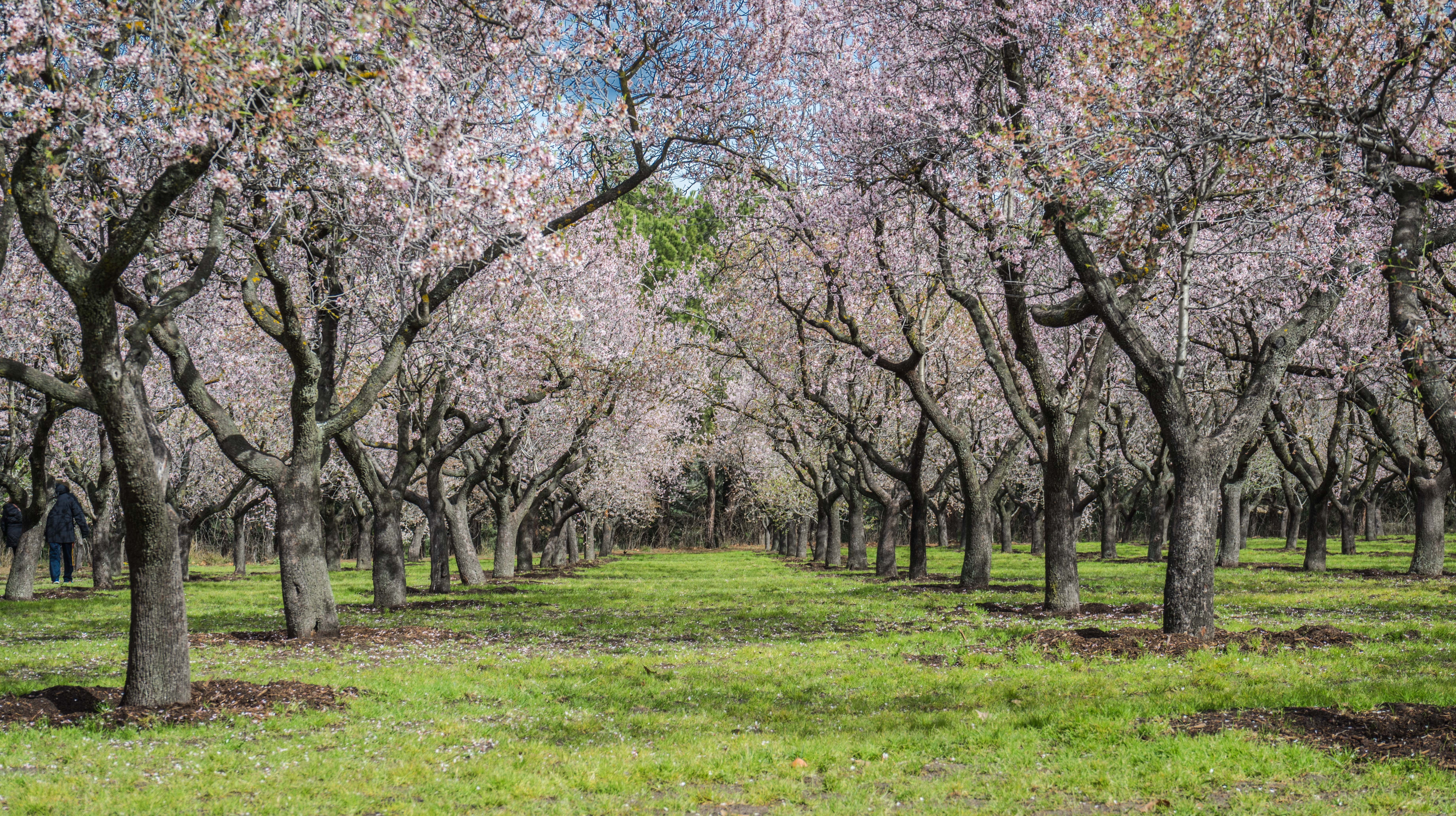 light, sky, peaceful, beautiful, day, flower Head, beauty in nature, green, bloom, tranquil scene, colorful, park, cherry tree, pollination, flowering plant, HD Wallpaper