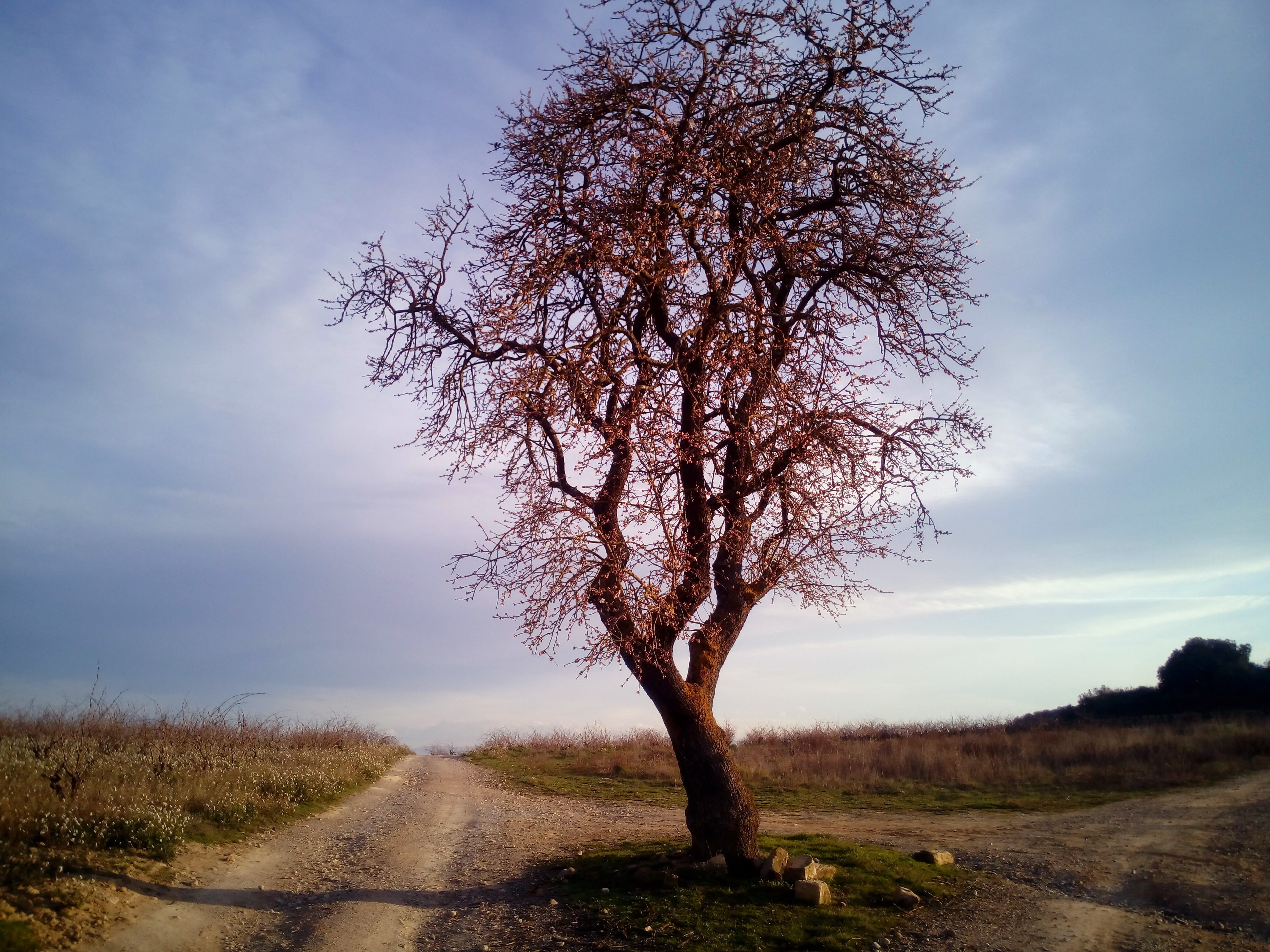 isolated, transportation, tranquility, growth, 4K, road, trail, almond flower, cloud - sky, trees, the way forward, plant, direction, environment, field, HD Wallpaper