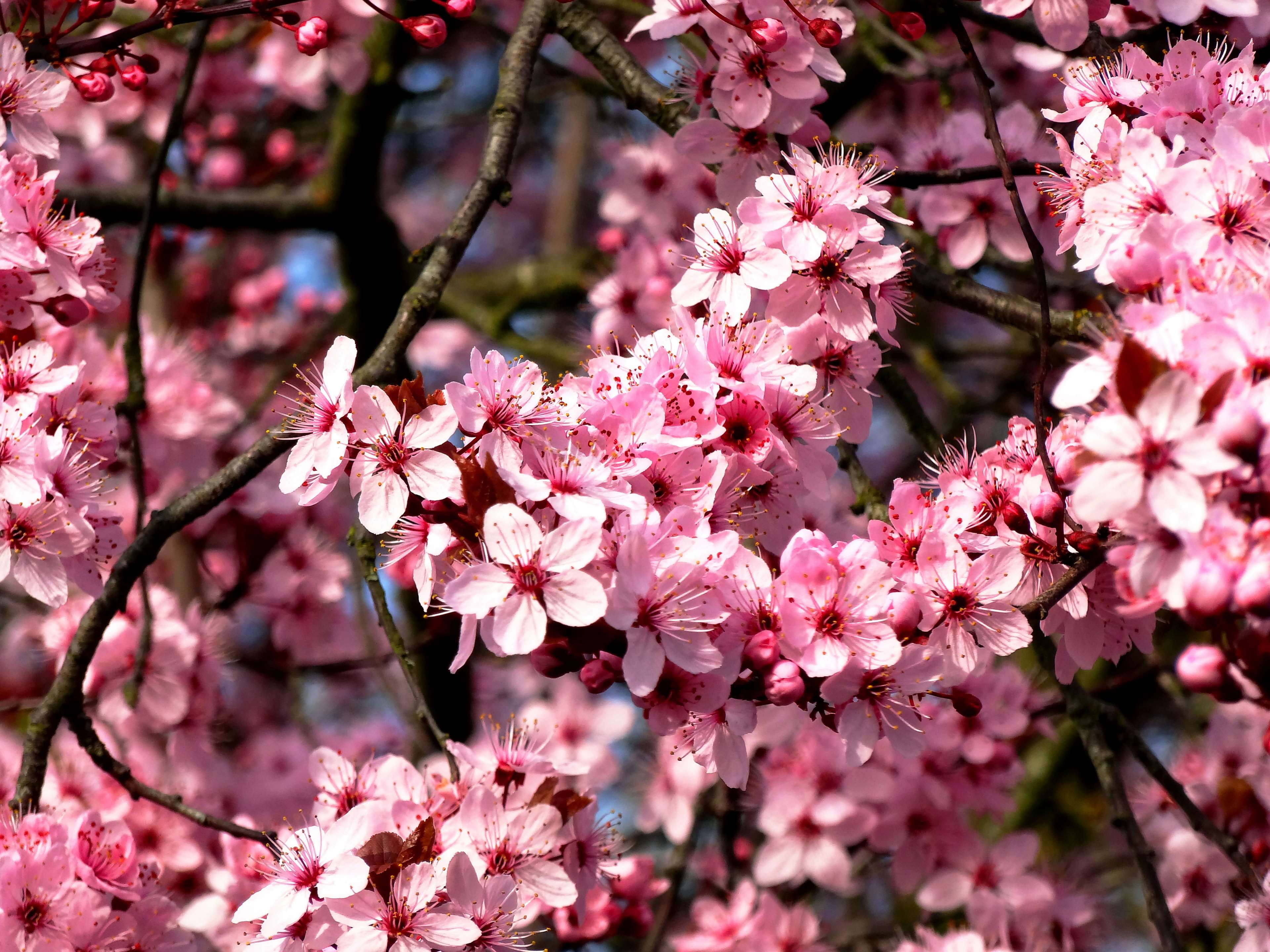 beauty in nature, close, cherry blossom, spring awakening, springtime, blossom, garden, no people, bloom, pink color, almond tree, flower head, growth, HD Wallpaper
