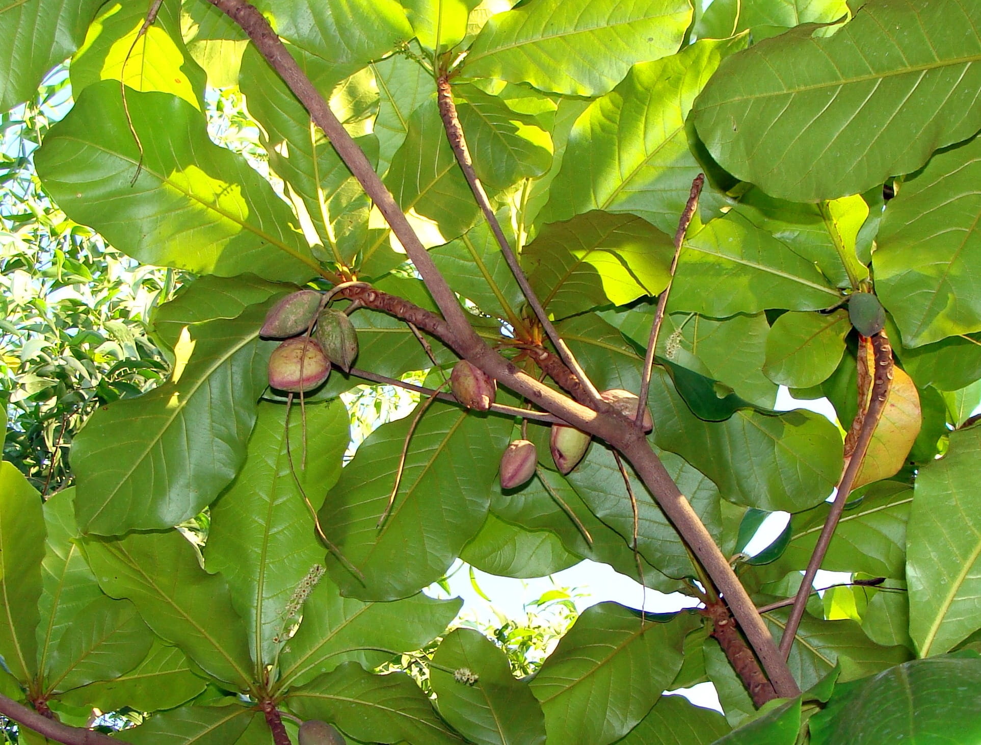 branch, nutritious, fruit, low angle view, natural, ripe, india, diet, tree tropical almond, Fruits, health, environment, hanging, outdoors, healthy, agriculture, HD Wallpaper