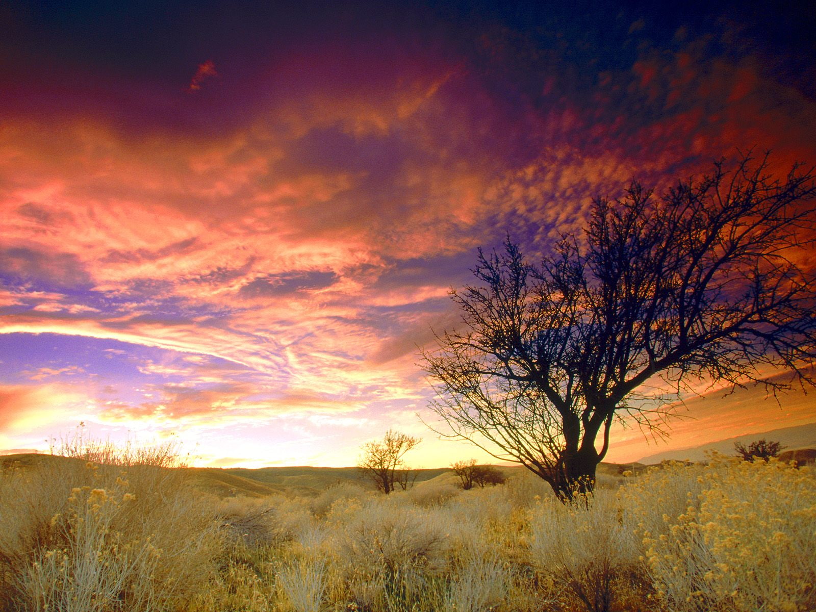 almond, 720P, tree, california, landscape, hd, nature, HD Wallpaper