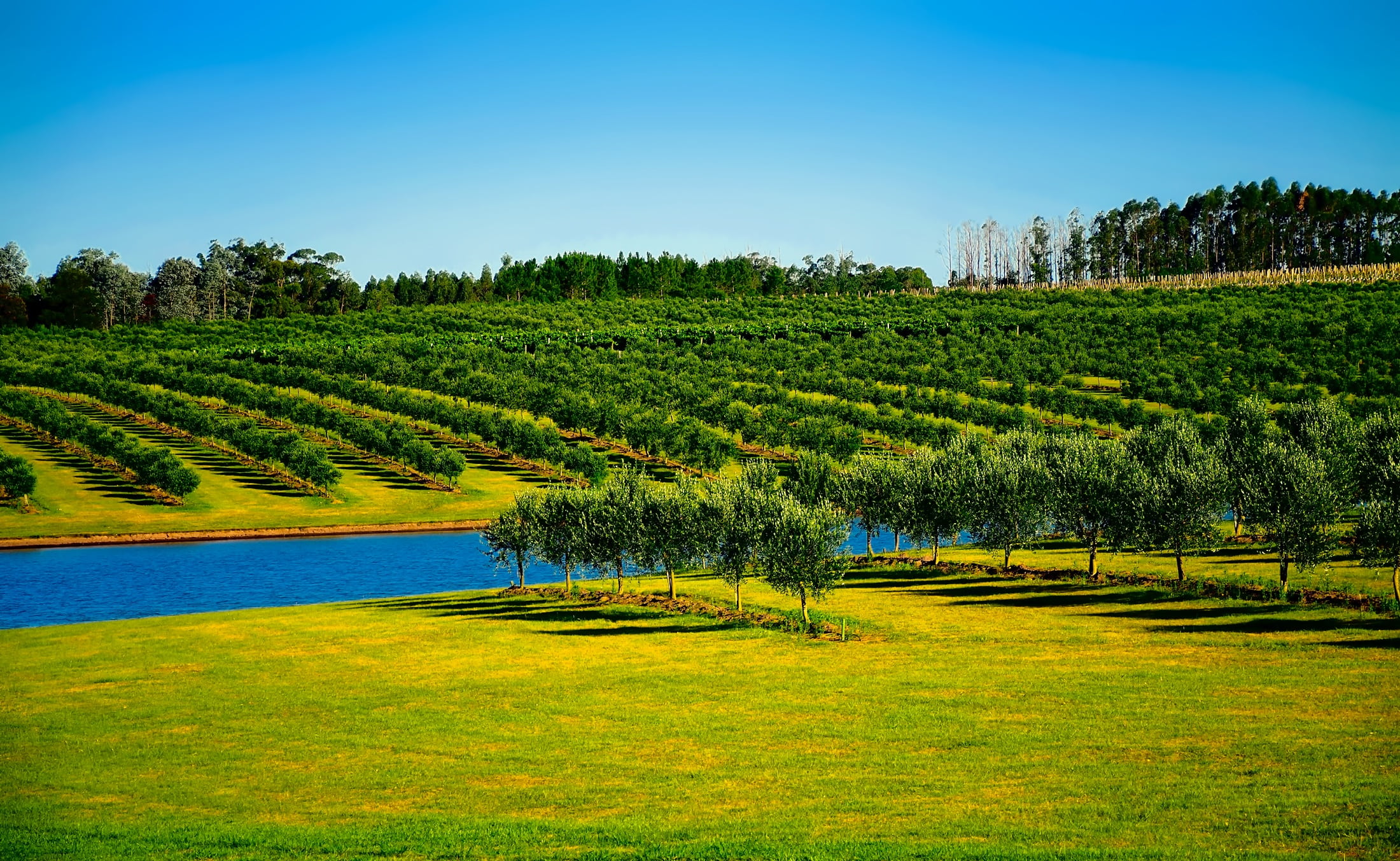 tree, farm, uruguay, country, land, scenics - nature, rural scene, sky, aerial, trees, green color, field, no people, photography, canal, time, hdr, landscape, HD Wallpaper