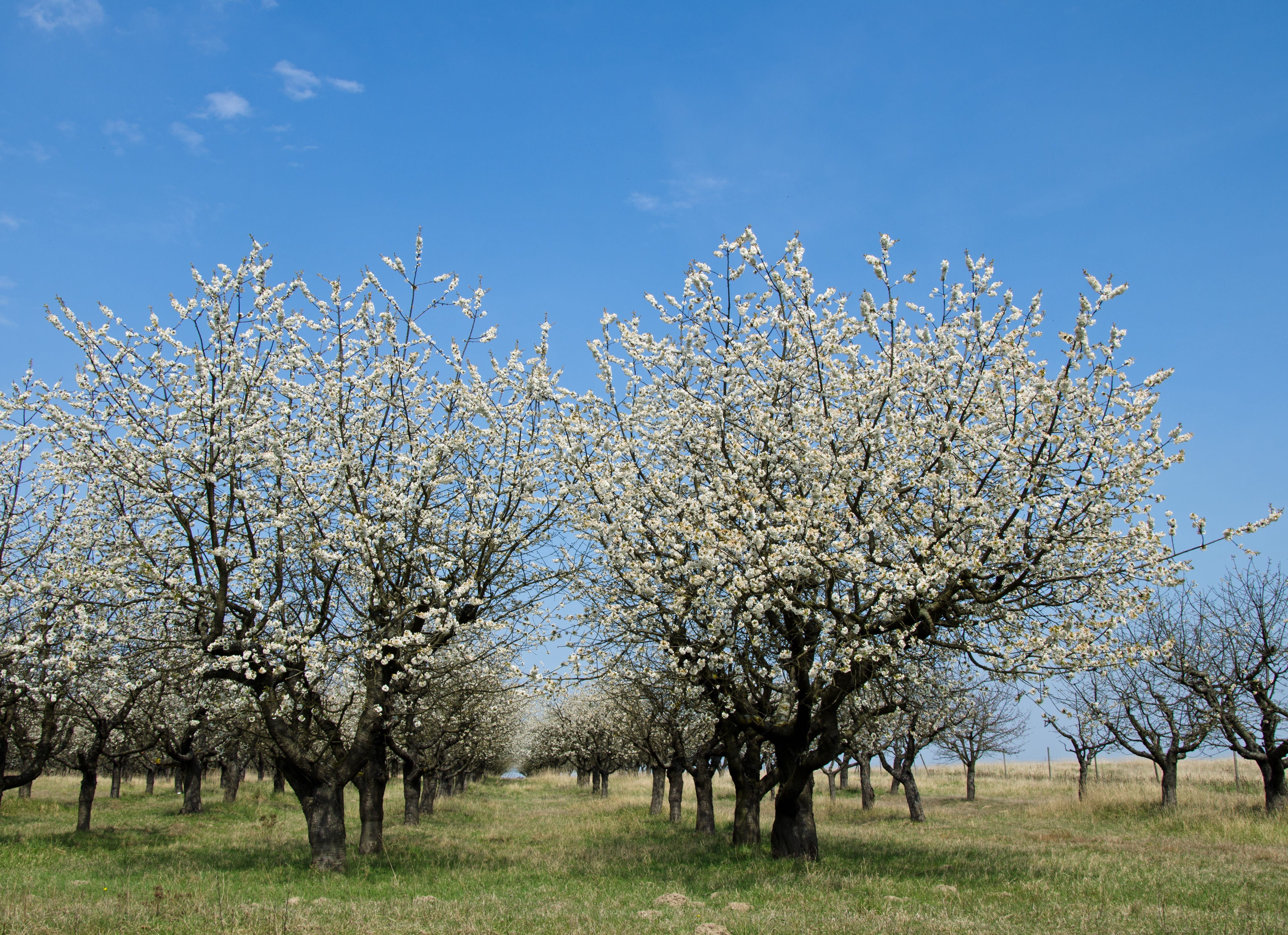 plant, flowering plant, orchard, fruit tree, Cherry, day, sky, grass, tree, bloom, flowering twig, blossom, flower, fragility, beauty in nature, growth, HD Wallpaper