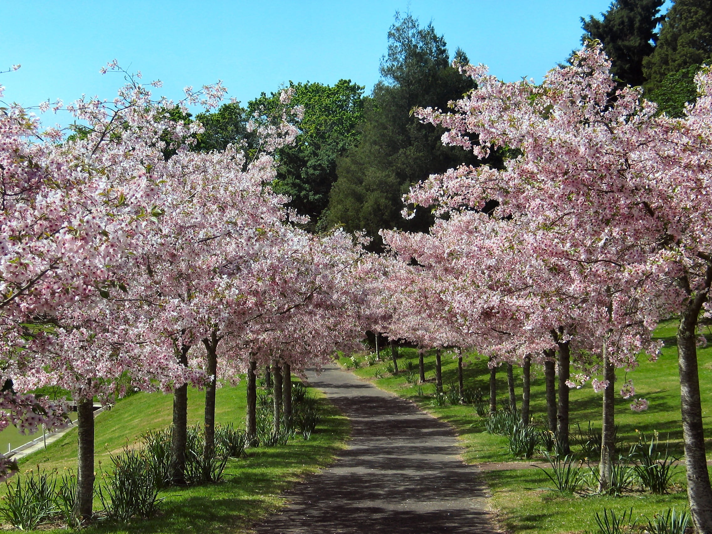 flower, inline, pink Color, fragility, freshness, cherries, cherry blossom, outdoors, field, japanese cherry, conifer, flowering plant, cherry, growth, HD Wallpaper