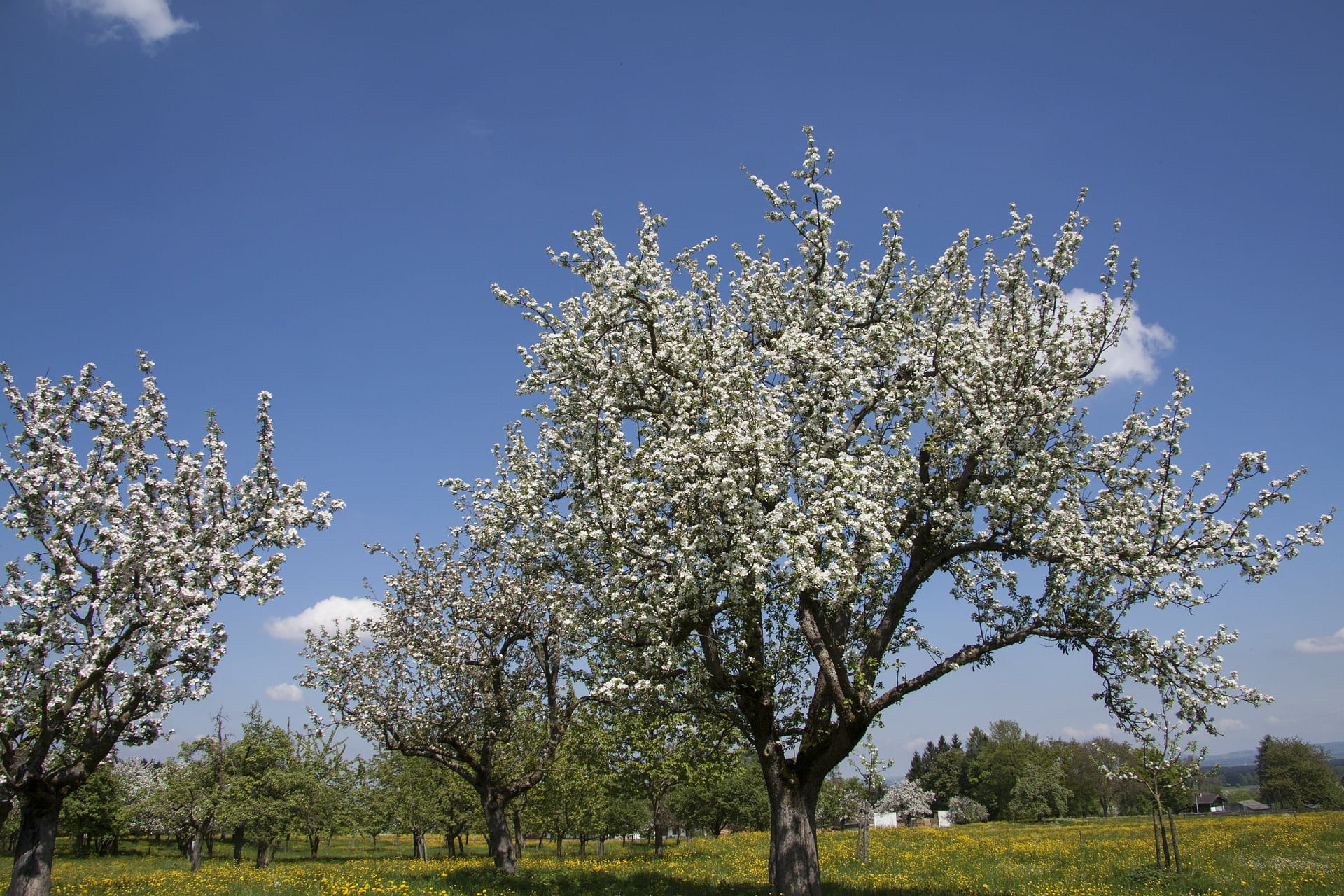 1080P, clear sky, branch, flowering plant, flower, fruit tree, vulnerability, plant, garden, beauty in nature, growth, cherry blossom, spring, sky, blue, HD Wallpaper