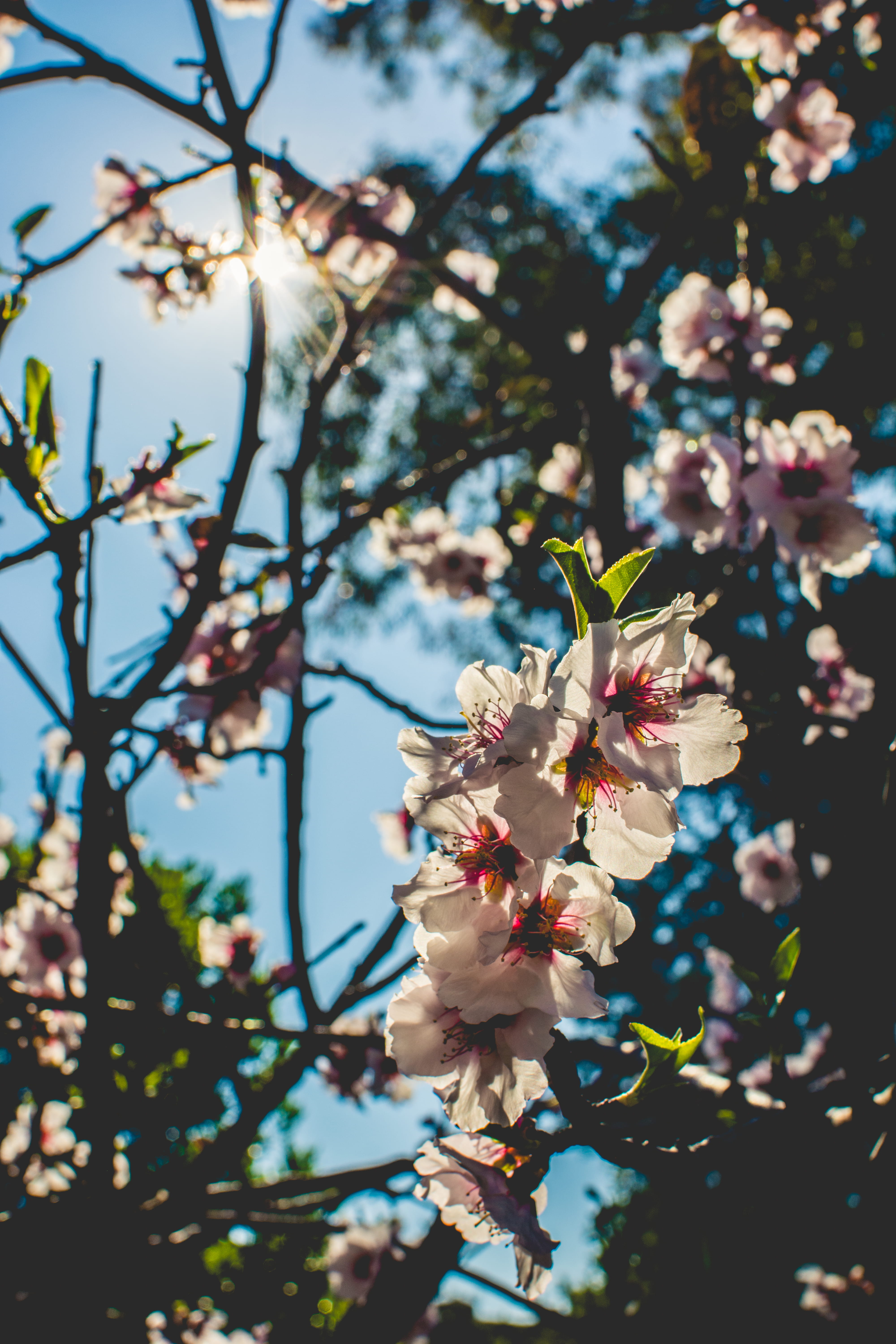 beauty in nature, flower head, day, cherry blossom, spring, growth, twig, outdoors, malaga, low angle view, vulnerability, málaga, sunshine, no people, Phone HD Wallpaper